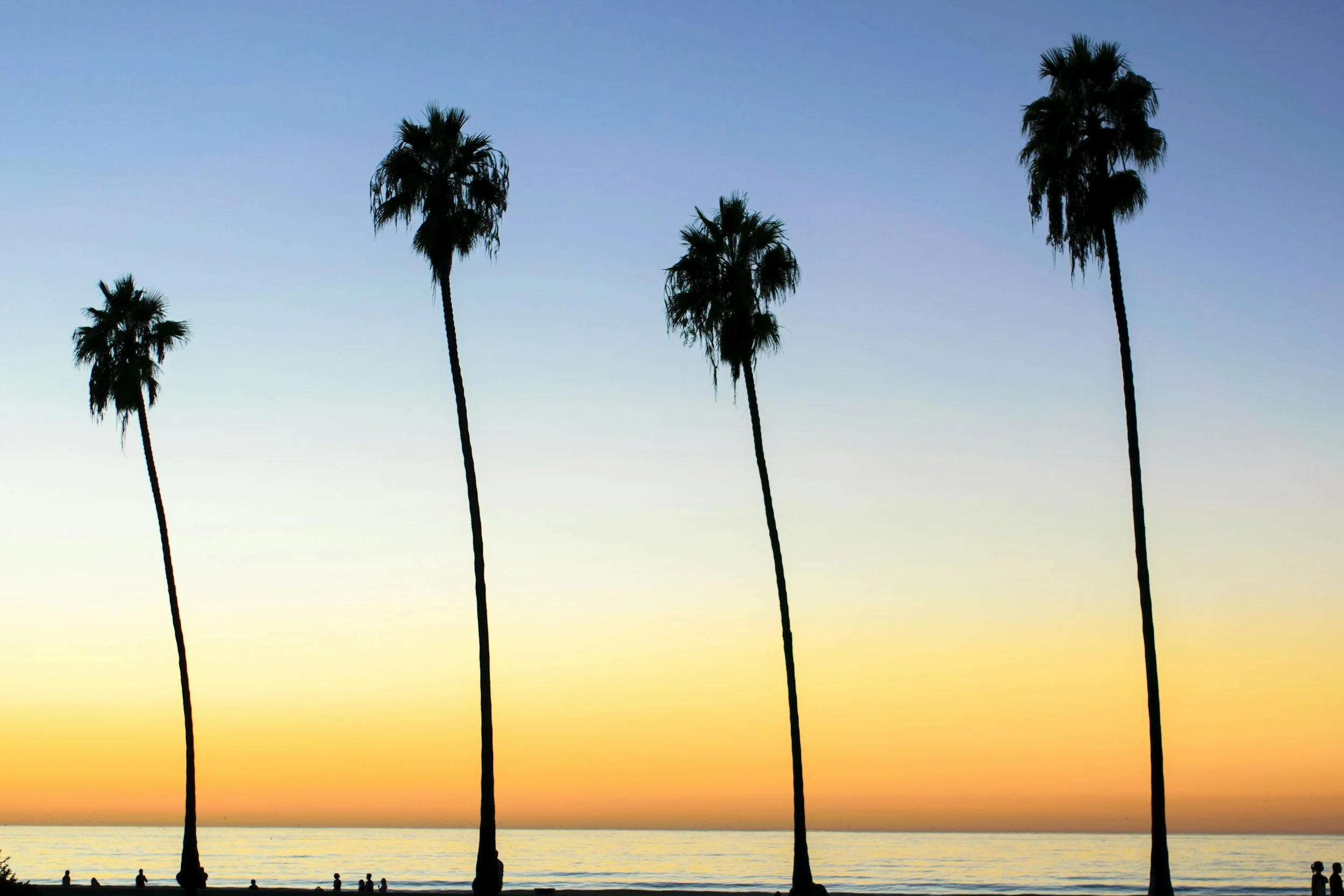 Florida palm trees at sunset on the coast, illustrating who can benefit from ACT therapy