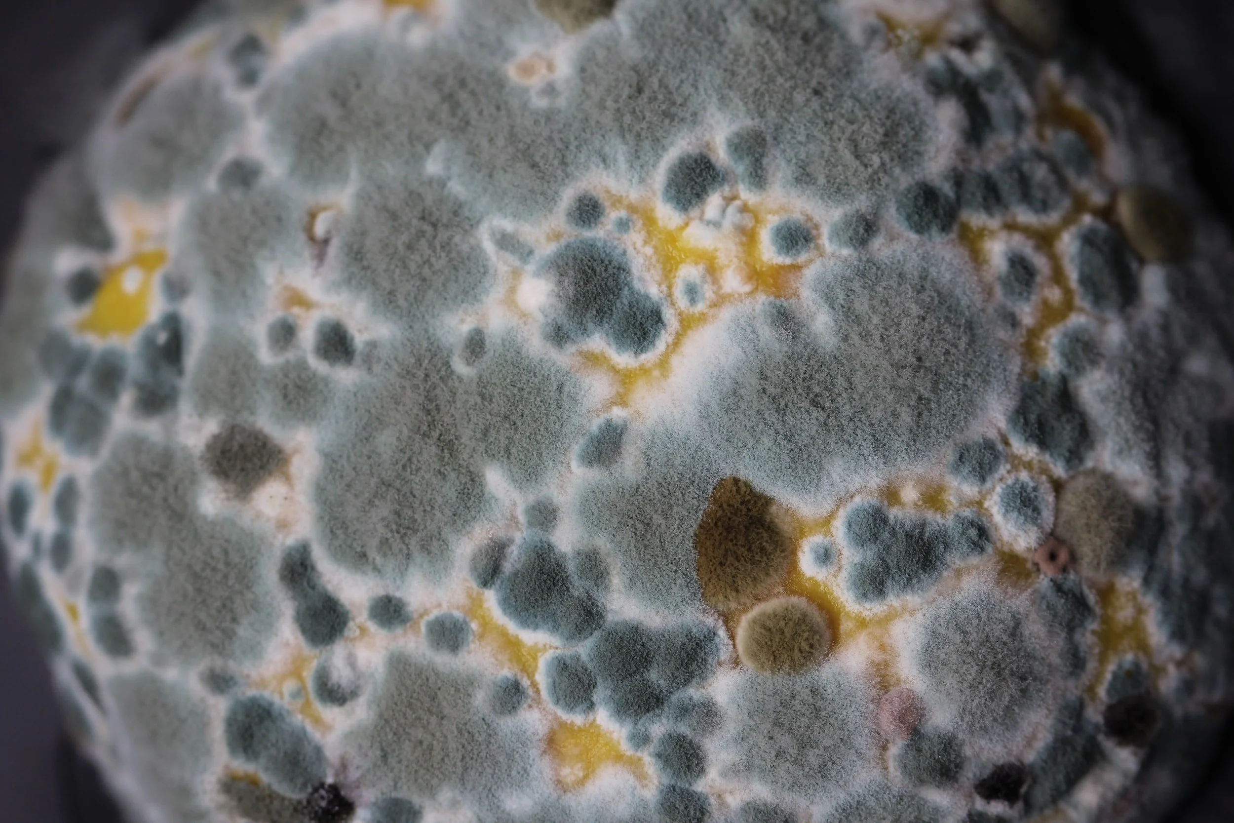 Testing for Mold