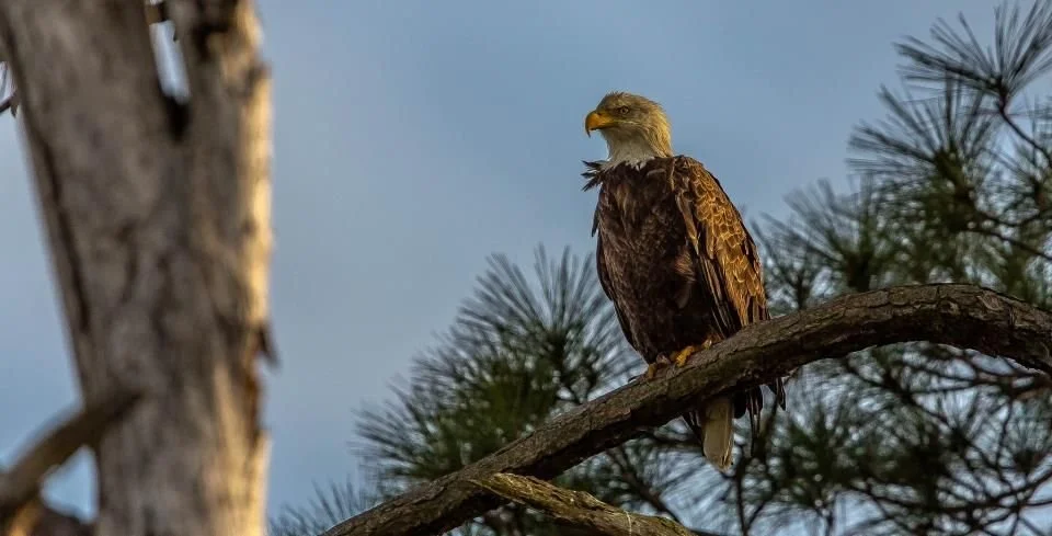 Bald Eagles are found on Daufuskie Island