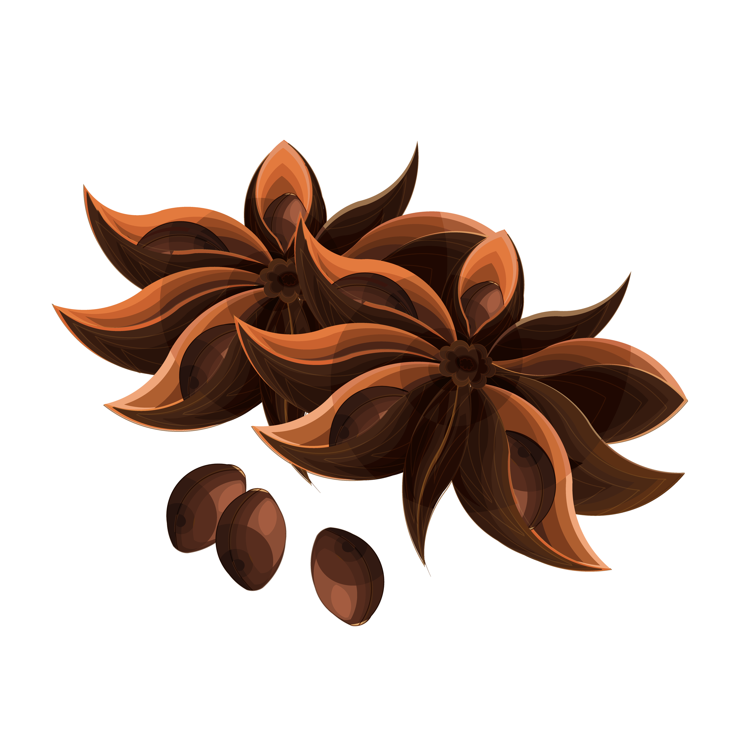 Star Anise-01.png
