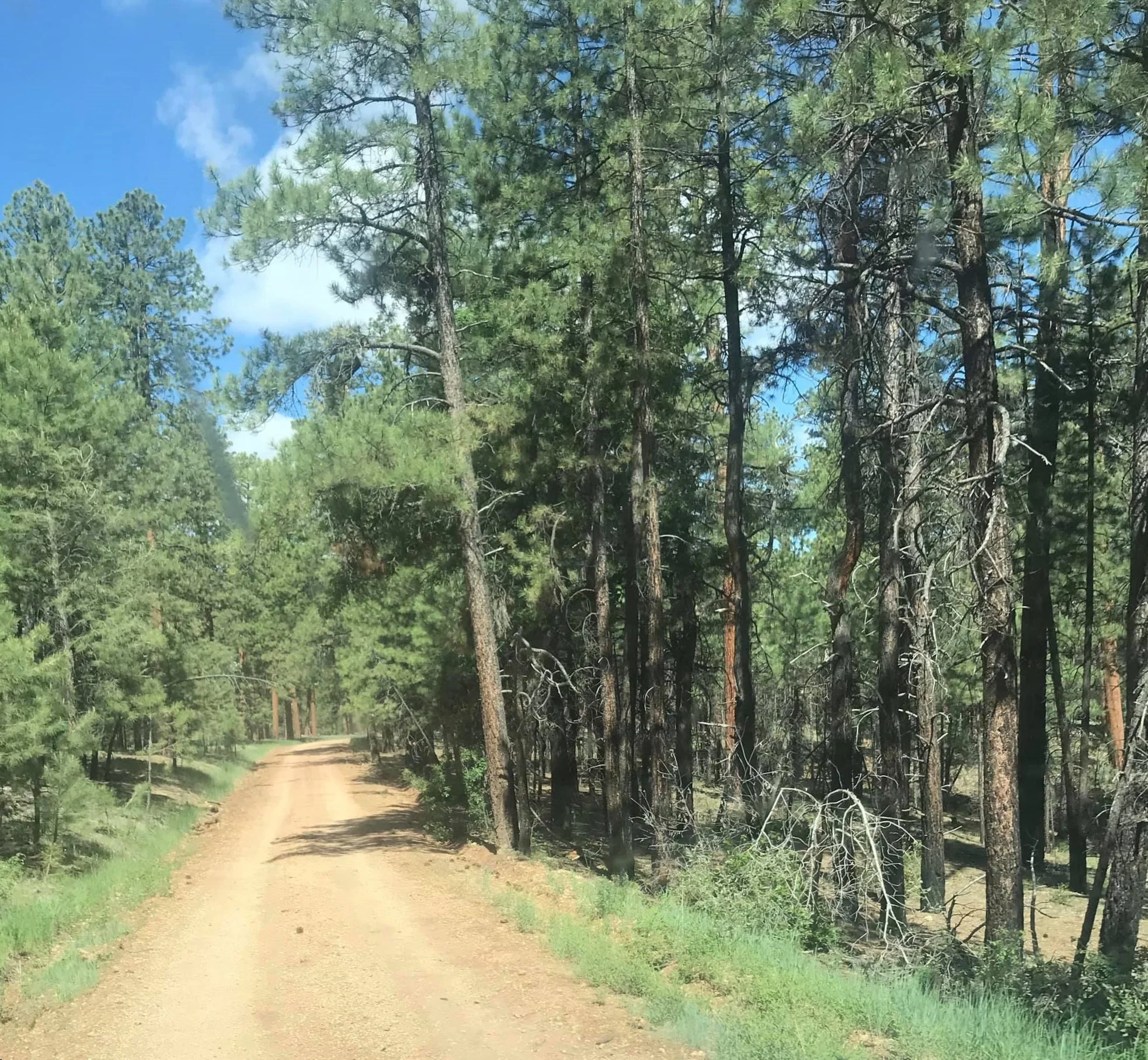 Kaibab Grading roads 2020.jpg