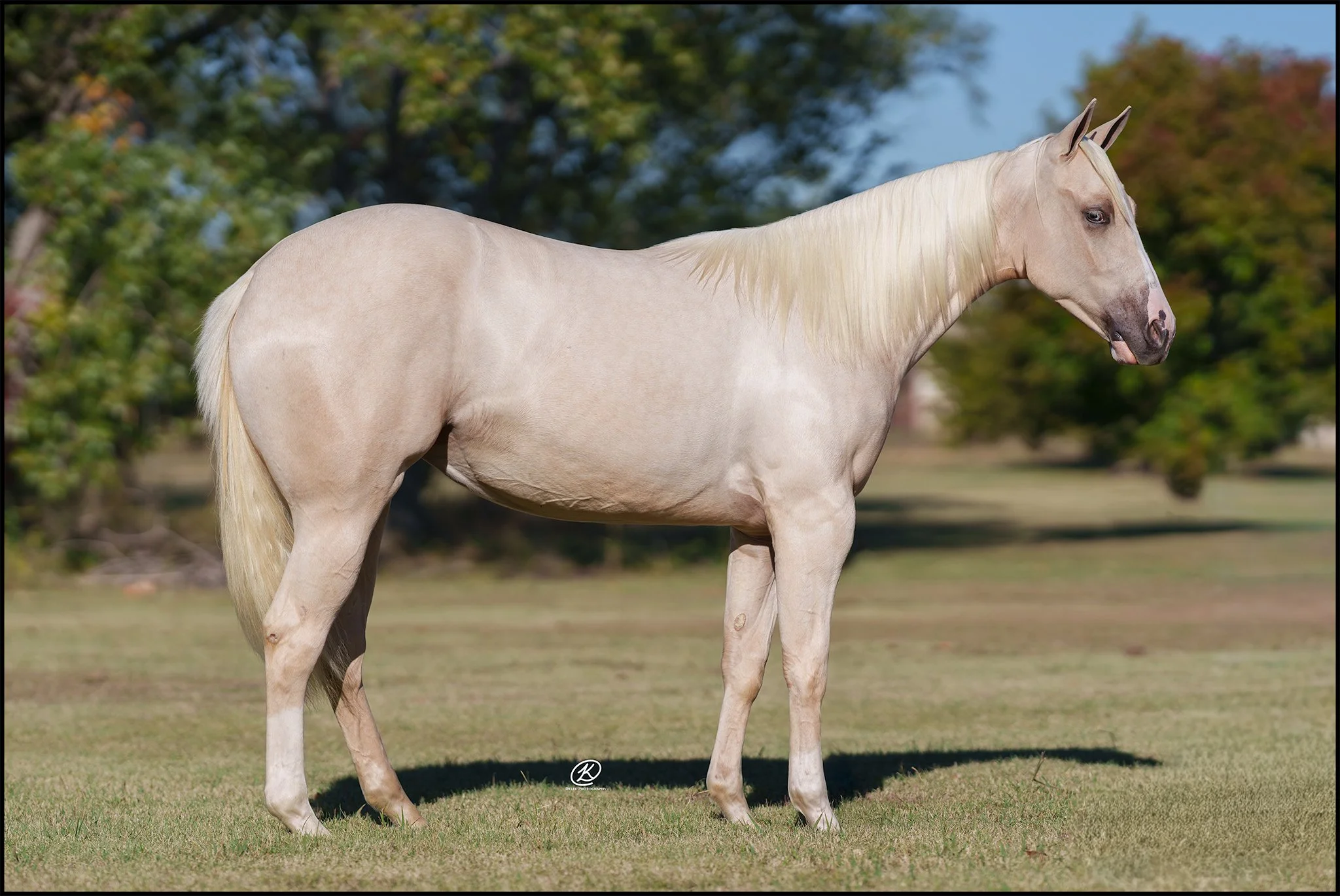 Lot 429 - Cottonball
(FM Cottonwood x Collenas Little Step)