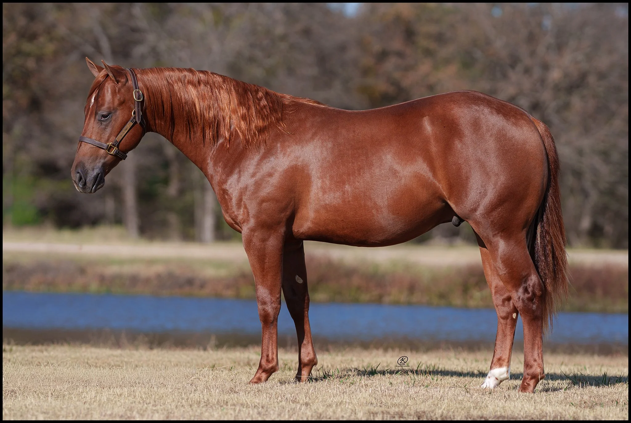 Lot 265 - Magnums Little Gun
(Magnum Chic Dream x Taris Little Gunner)