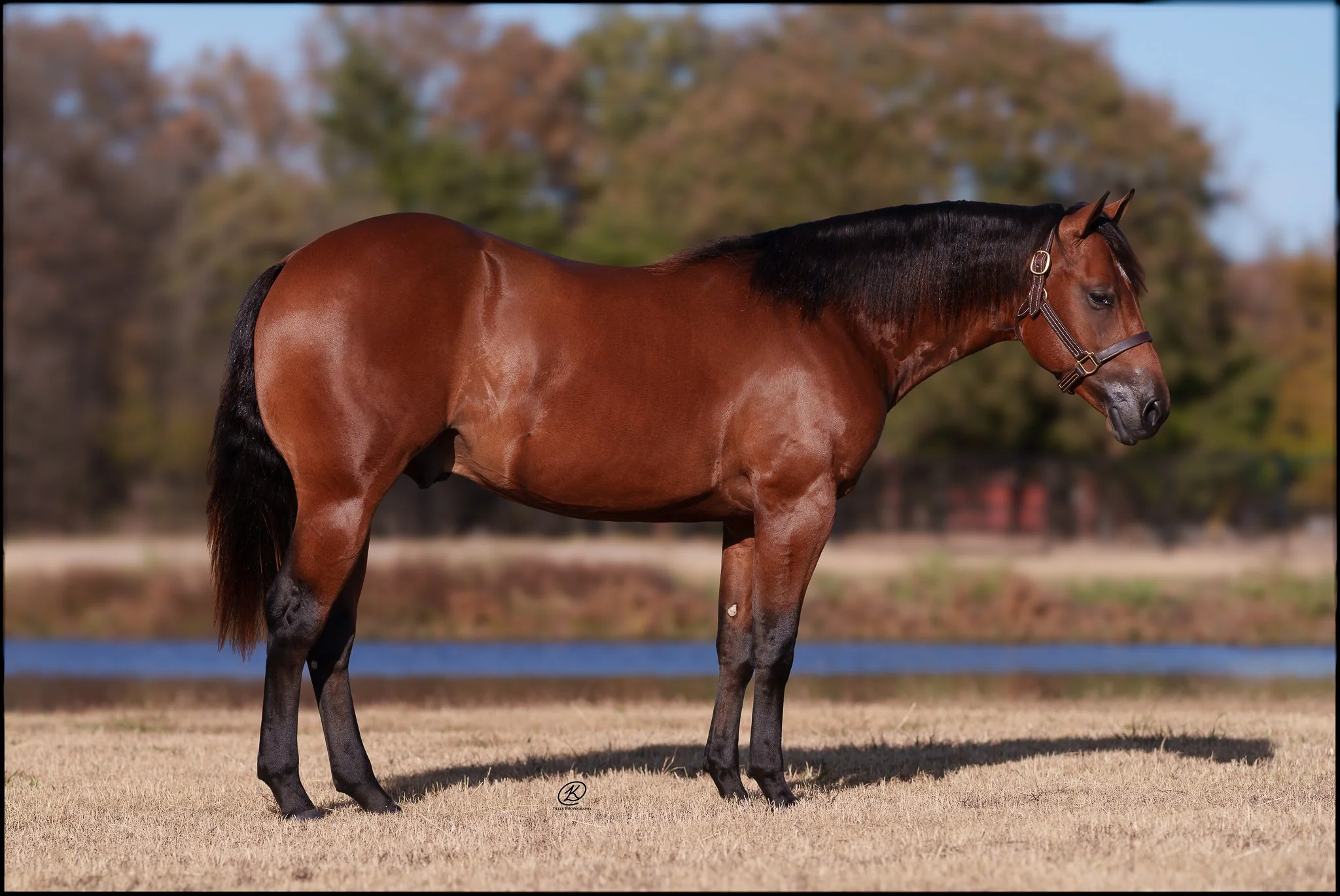 Lot 283 - Dunit Little
(Hollywood Dun It x Taris Little Gunner)