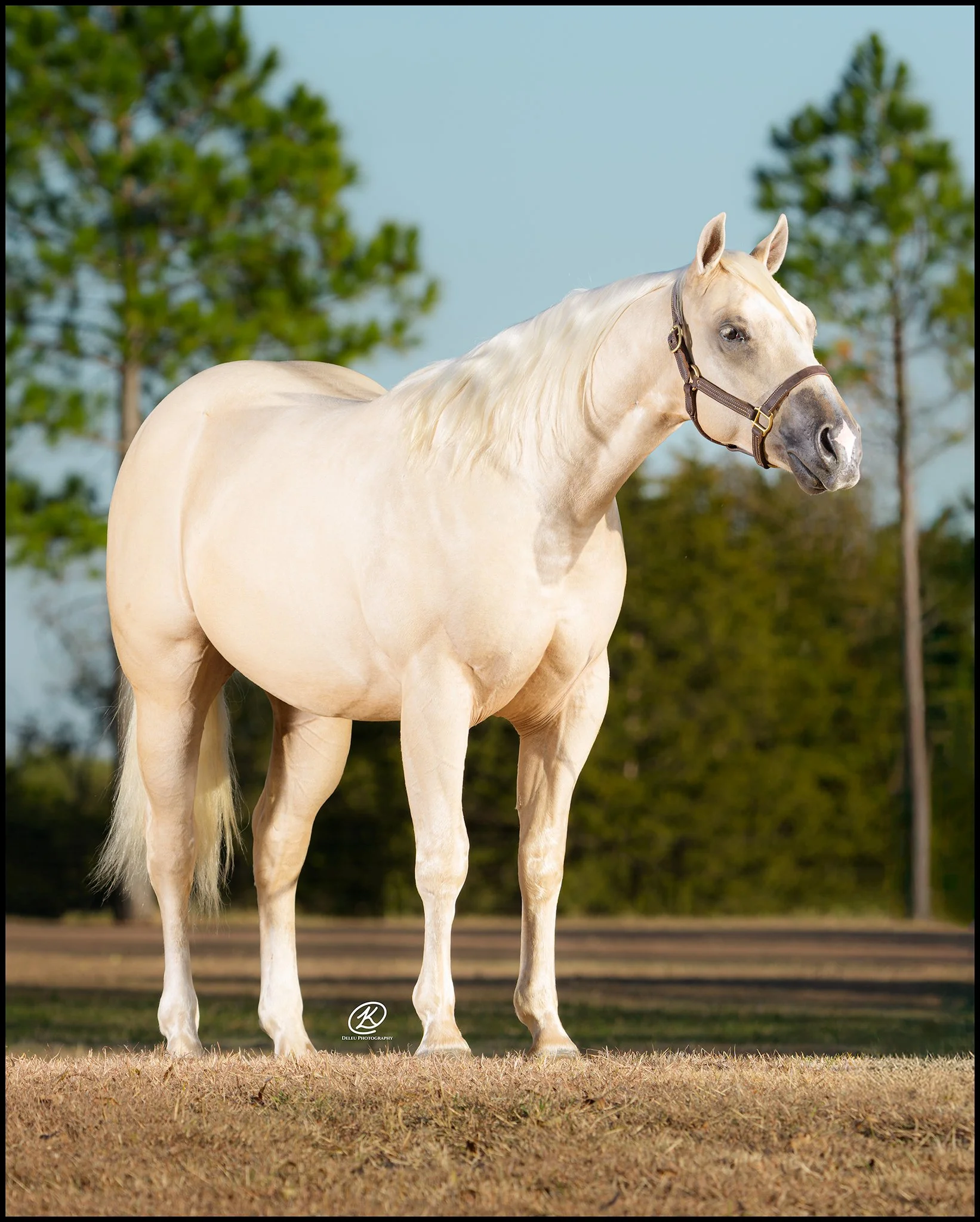 Lot 221  - Easy White Chocolate
(Modern Gun x Chics Luv Chocolate)