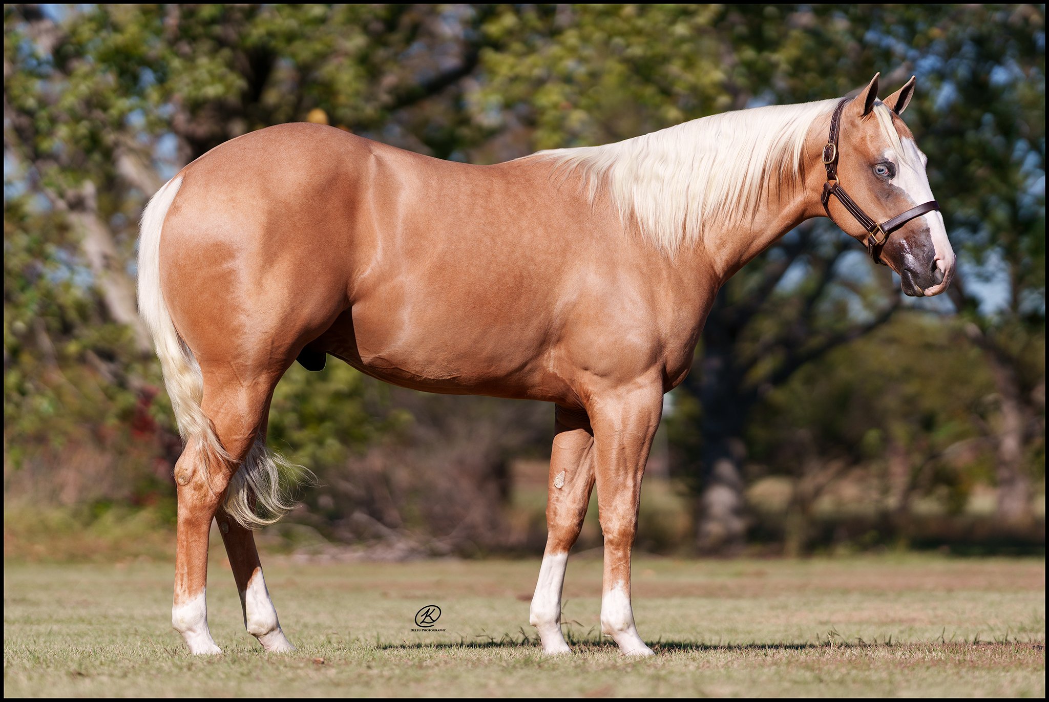 Lot 454 - On The Rode Again
(Gunner Dun It Again x Talk About Ruf)