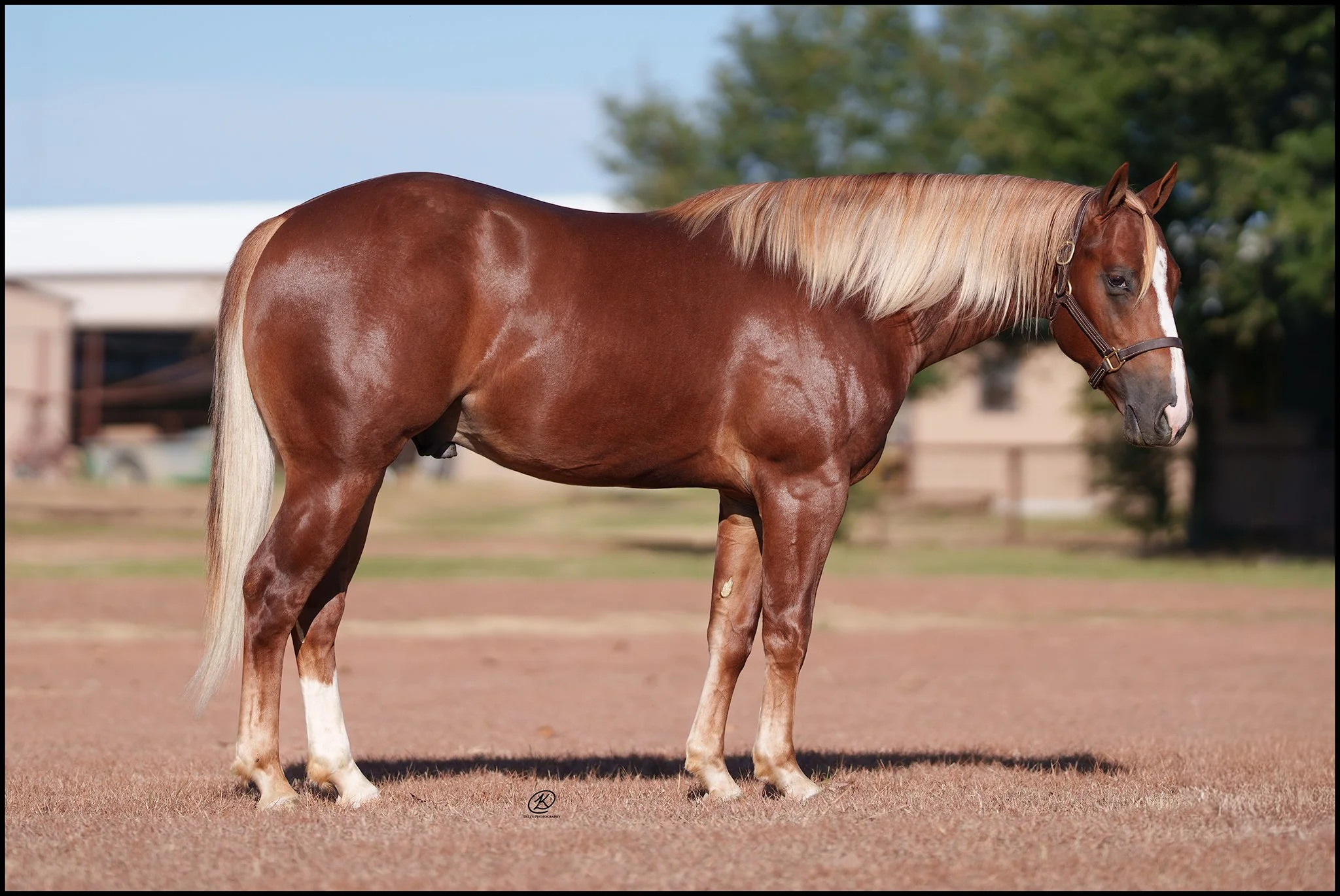 Lot 269 - Shines Like Maverick
(Americasnexttopgun x Shine Ann)