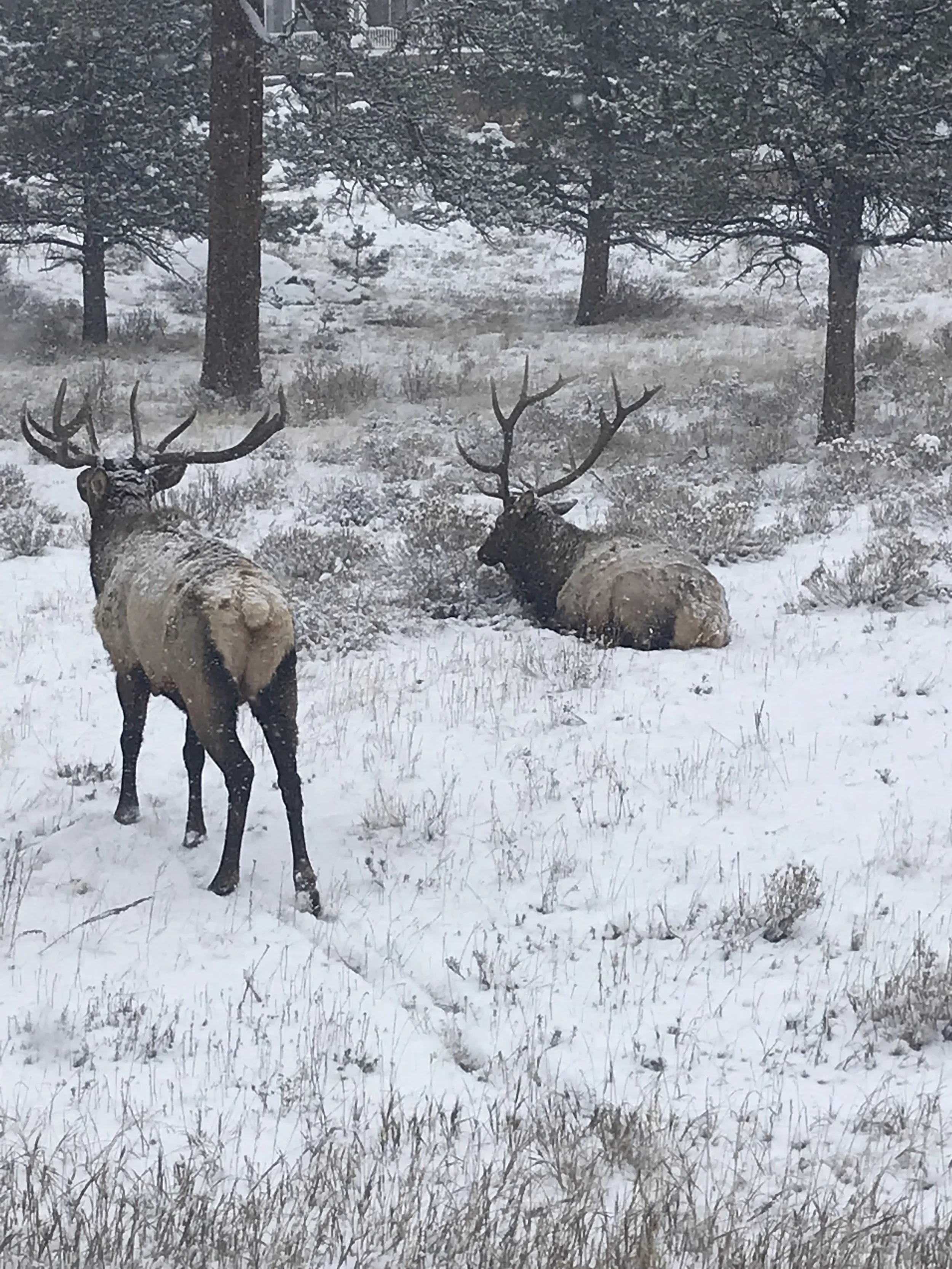 Two elk resting on snow-covered ground in a forest with pine trees and snowfall.