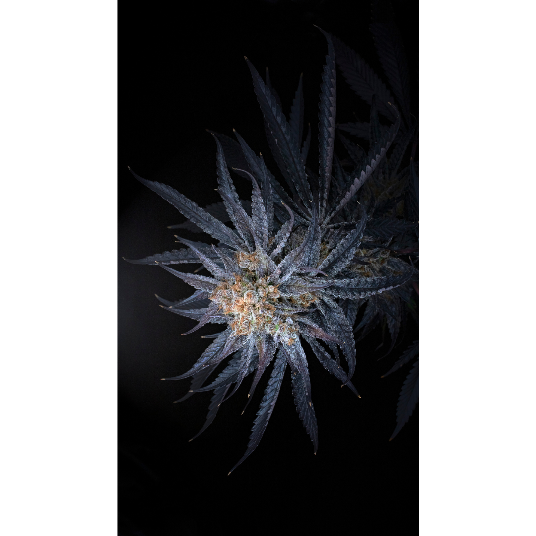 Untitled design-2.png
