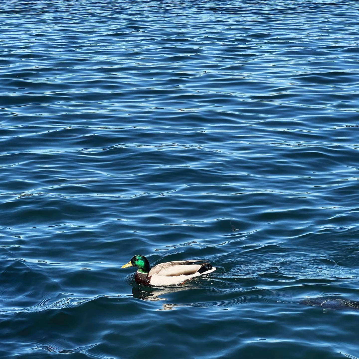 ☀️ It&rsquo;s finally starting to feel like Spring in #LakeArrowhead, as the last bit of snow melts in the sunshine. 🦆 The ducks are loving this warmer weather and so are we! Soon, the docks will be full of boats, locals will be cruising on the lake