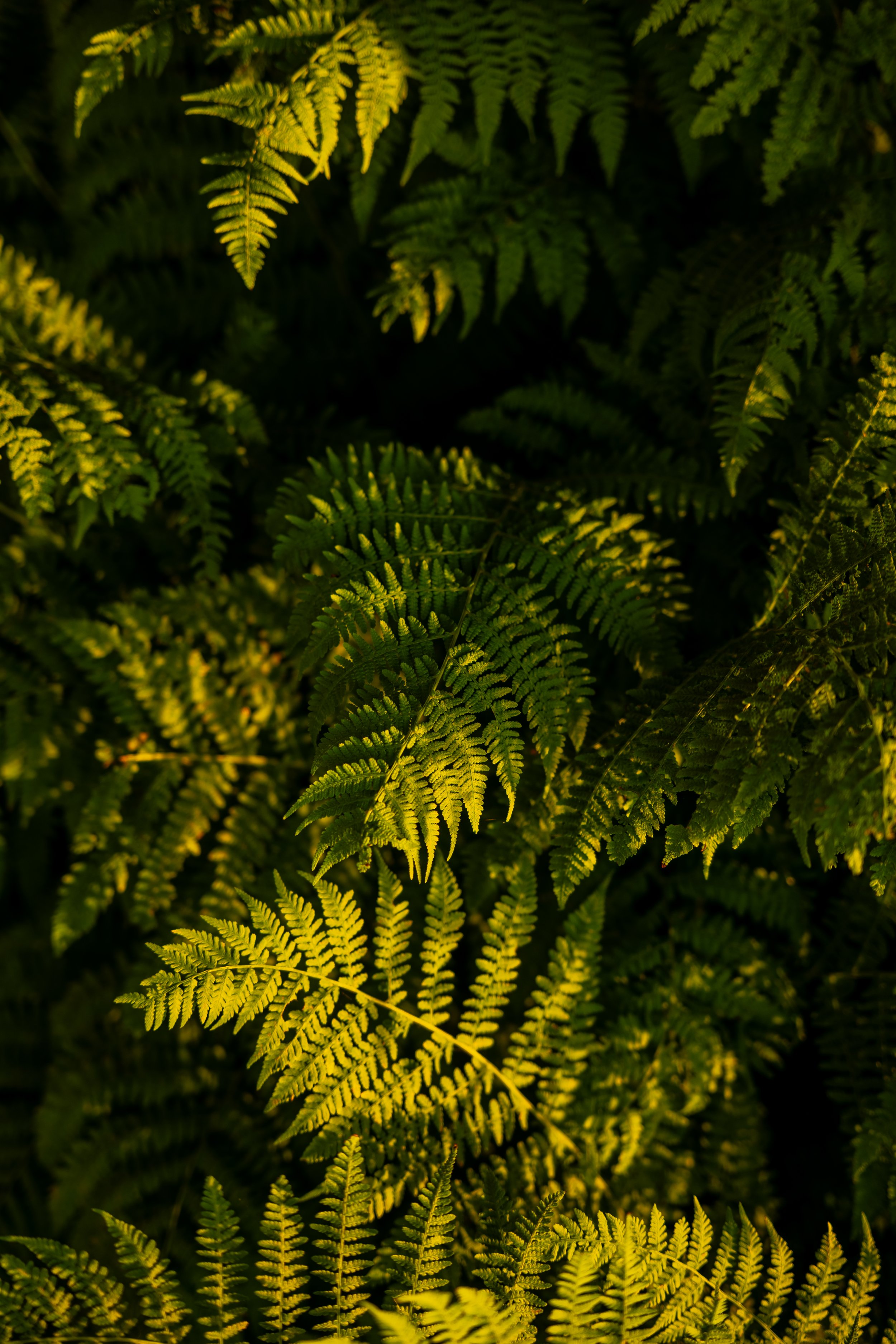 L2280986.jpg