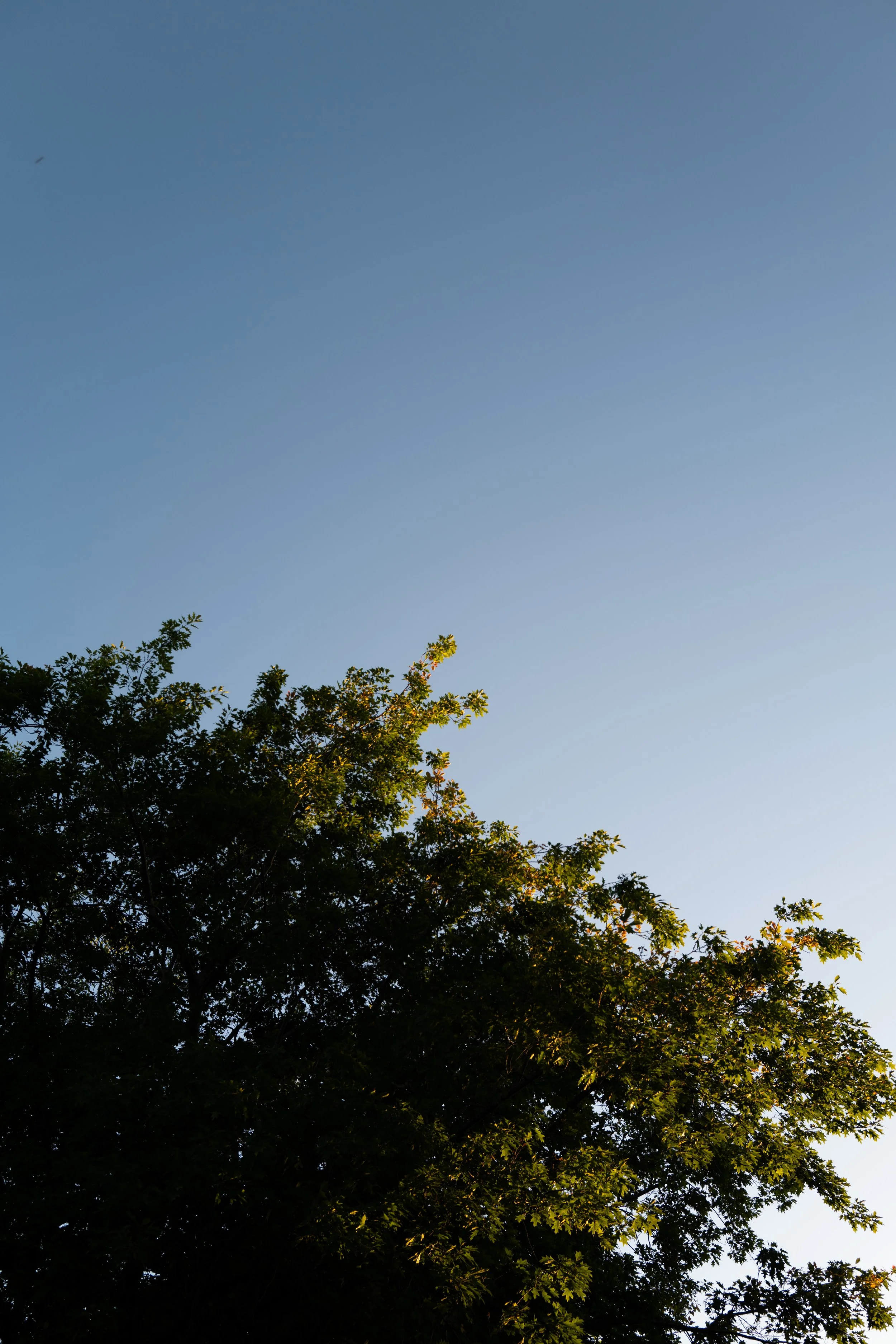 L1220521.jpg