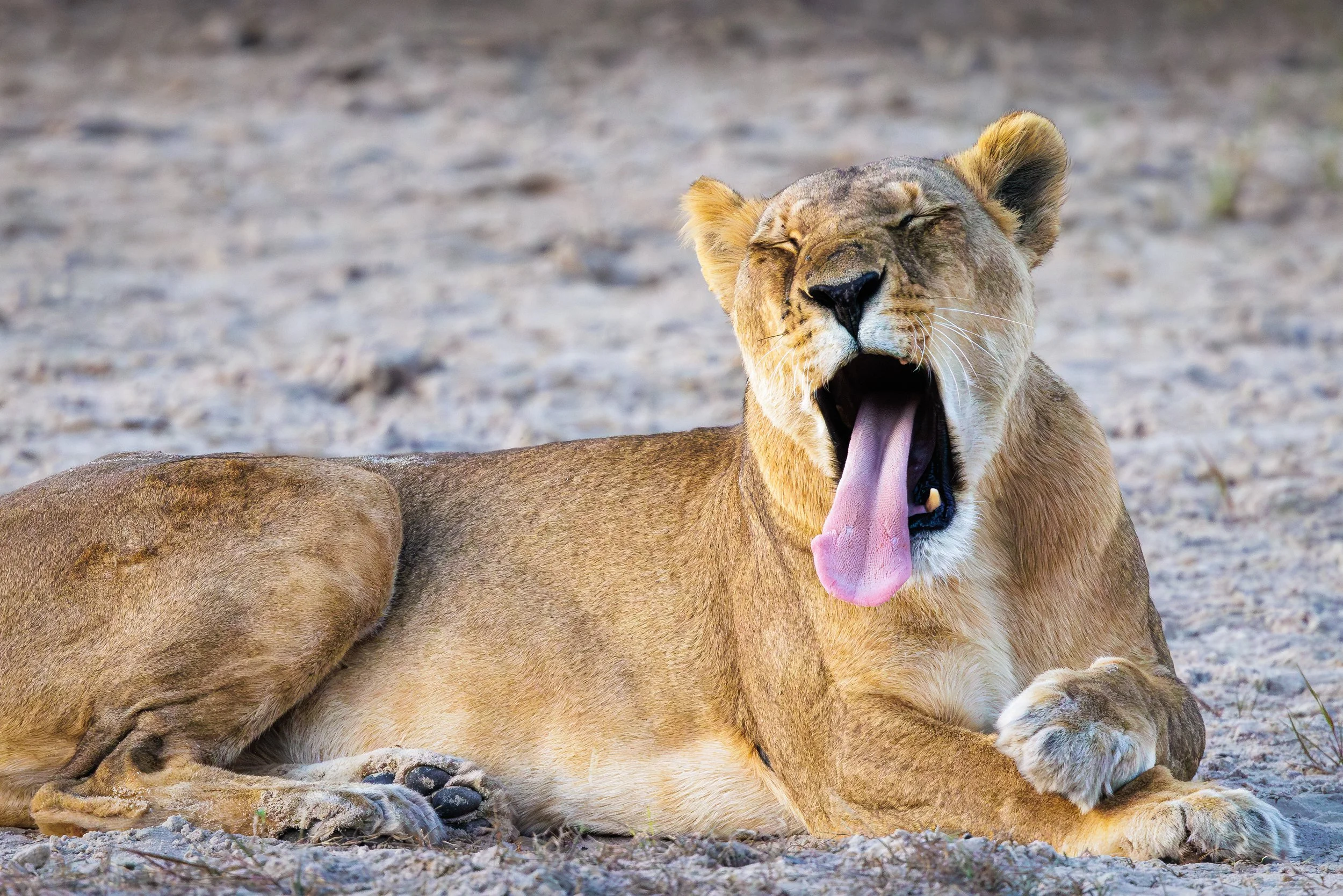2023_JW_Africa_Botswana_02493-2-Edit.jpg