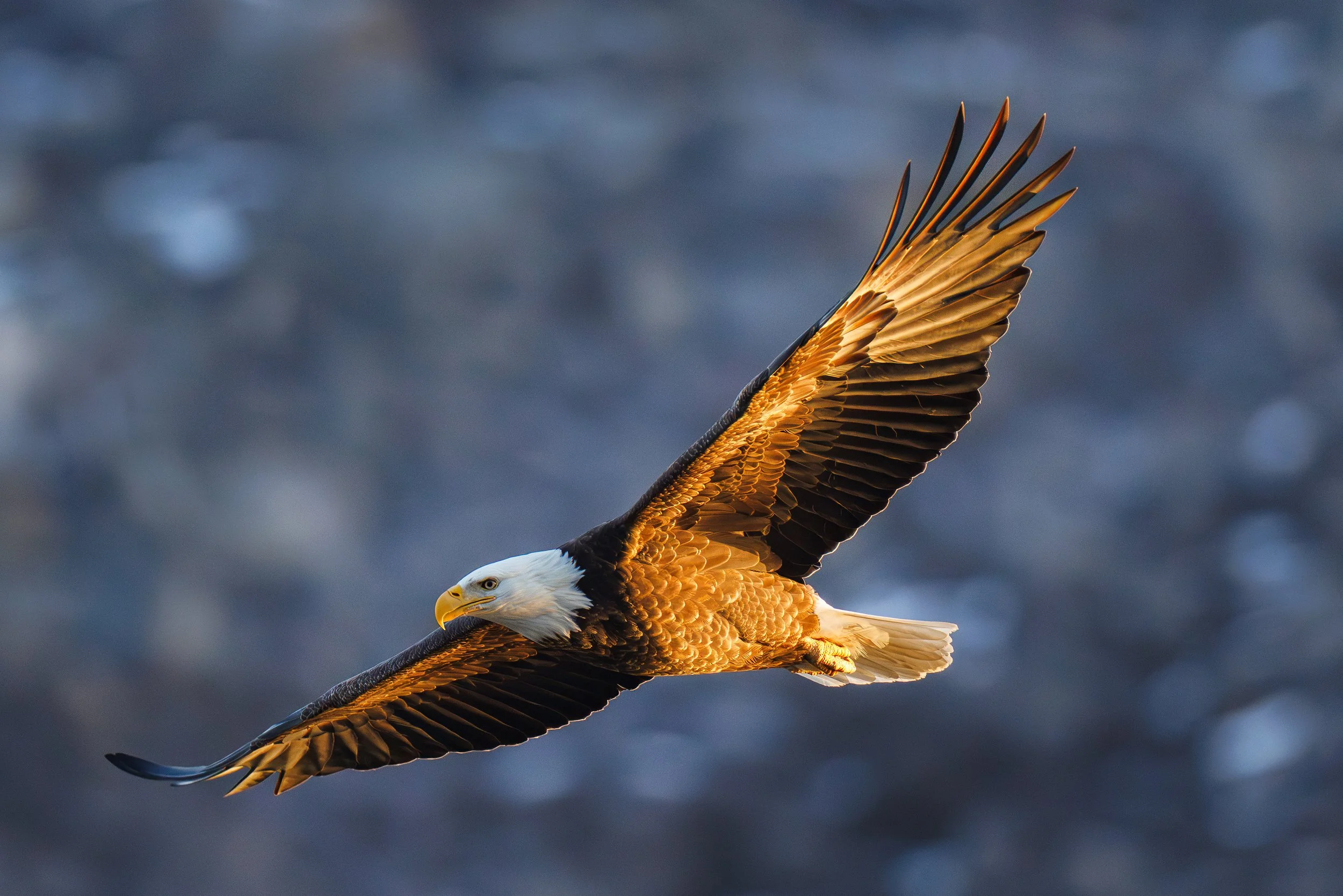 2025-12_JW_Eagles_at_Conowingo_Dam_0454-Edit.jpg