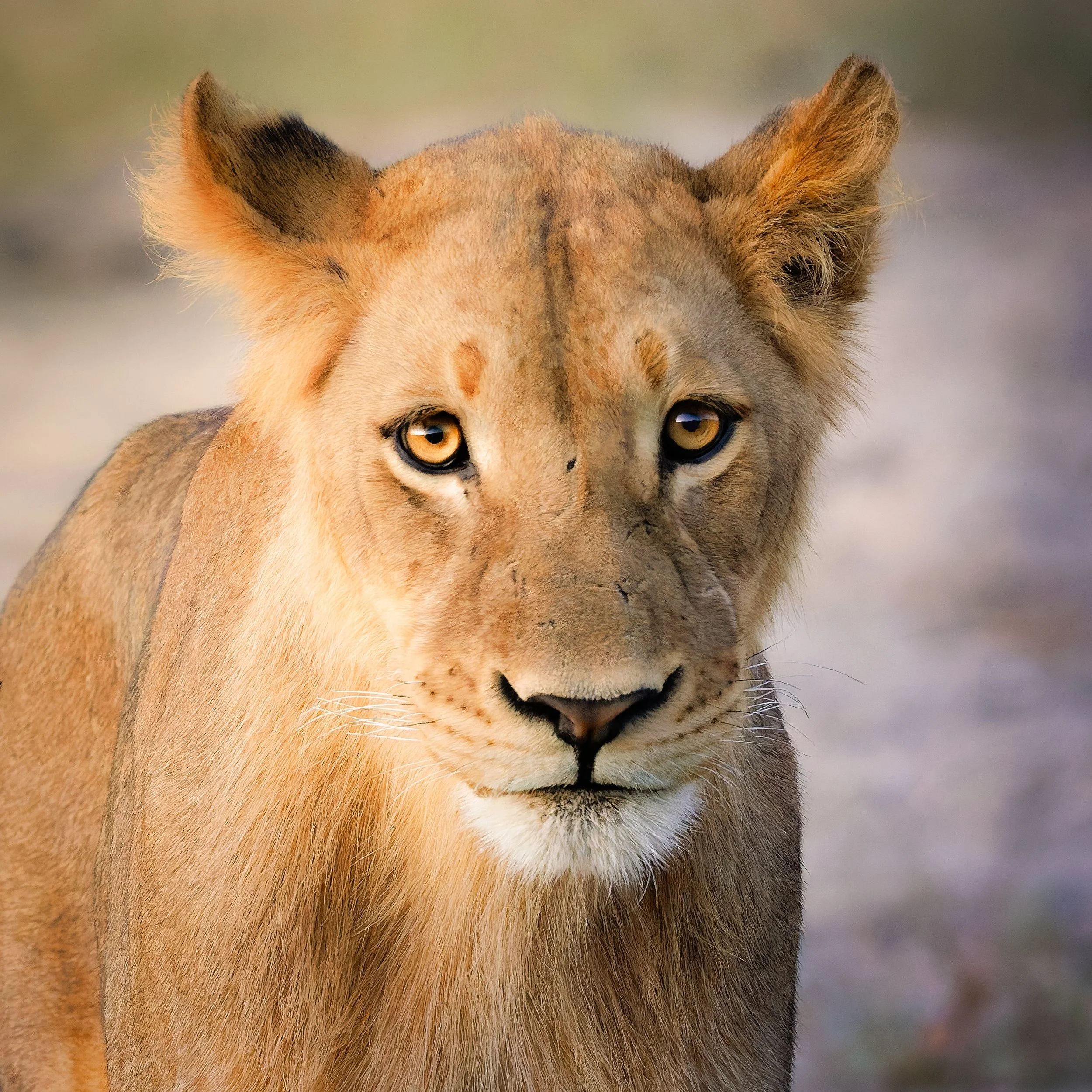 2023_JW_Africa_Botswana_02700-DxO_DeepPRIME XD3-Edit-Edit.jpg