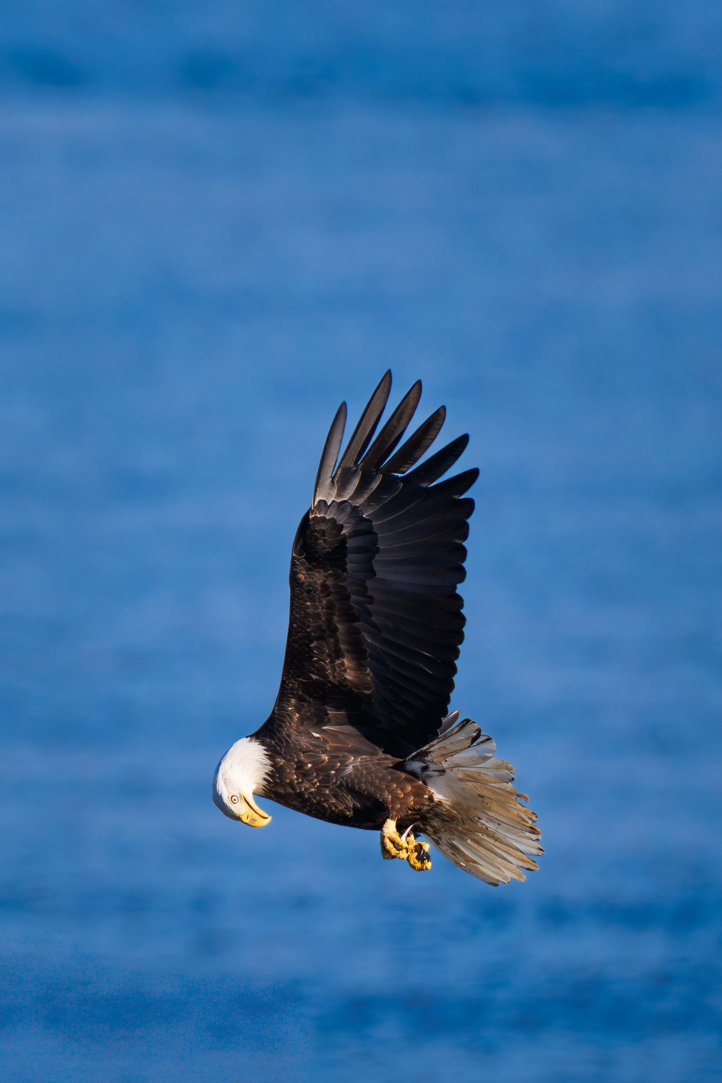 2025-12_JW_Eagles_at_Conowingo_Dam_2344-Edit.jpg