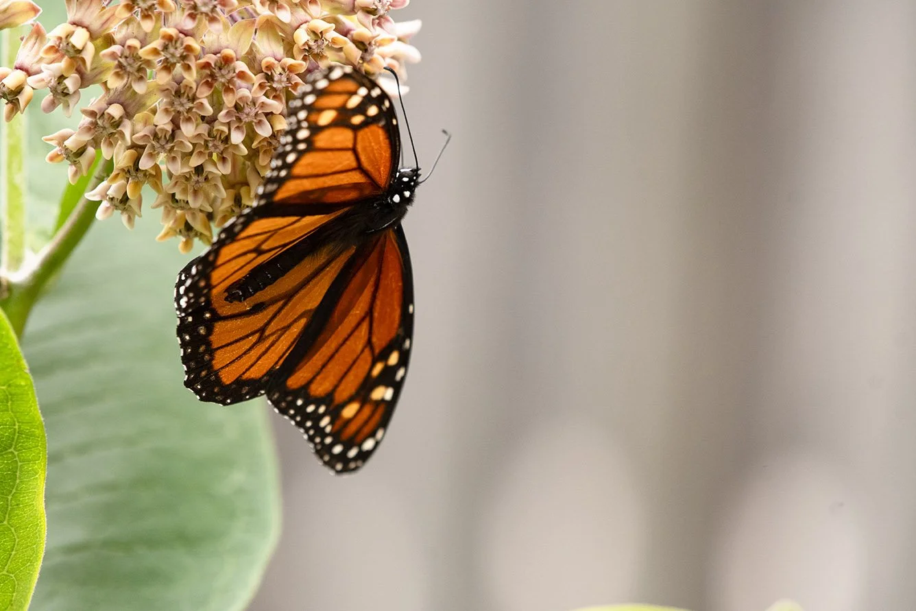 Butterfly Challenge