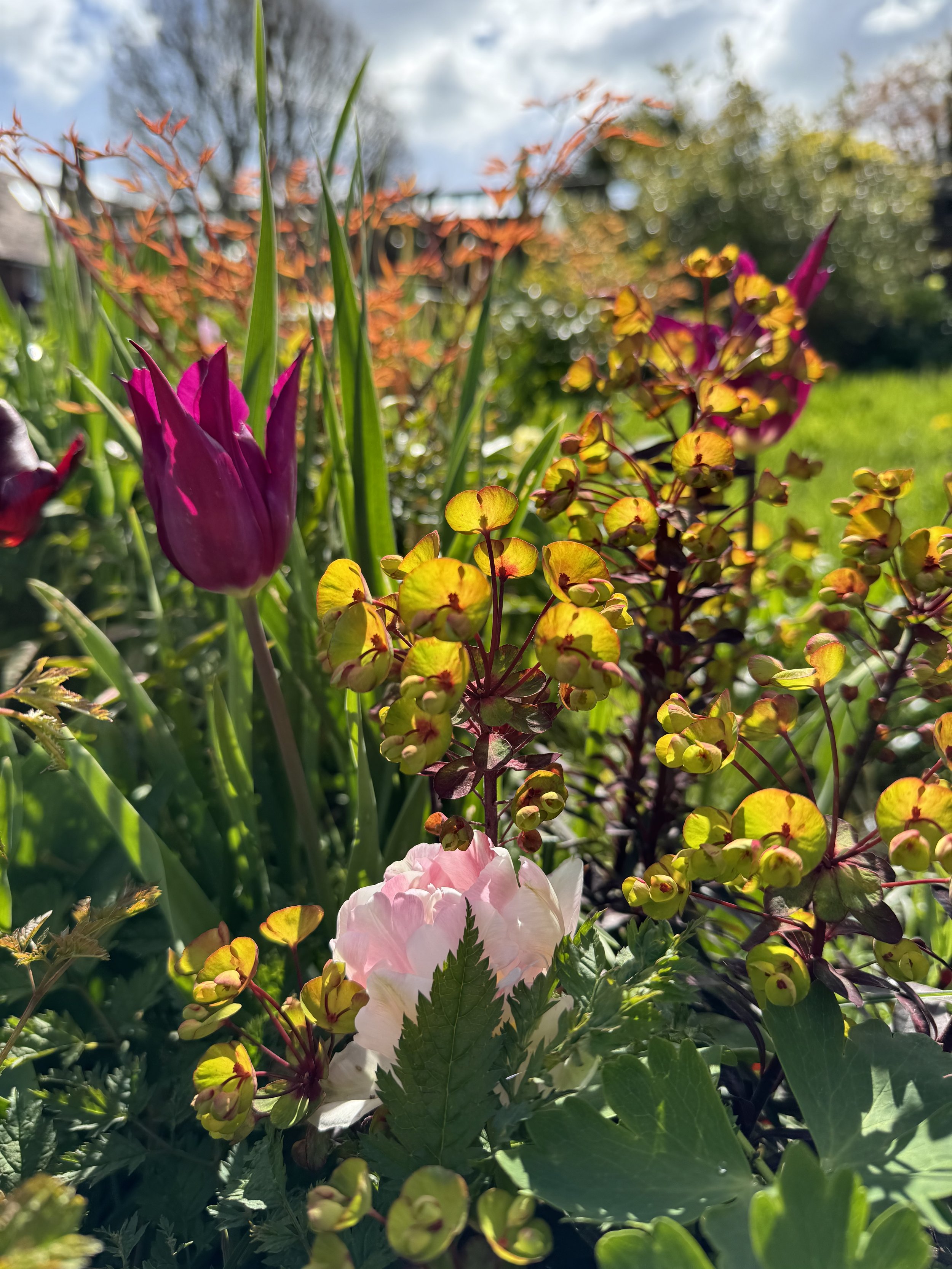 Mixed Border