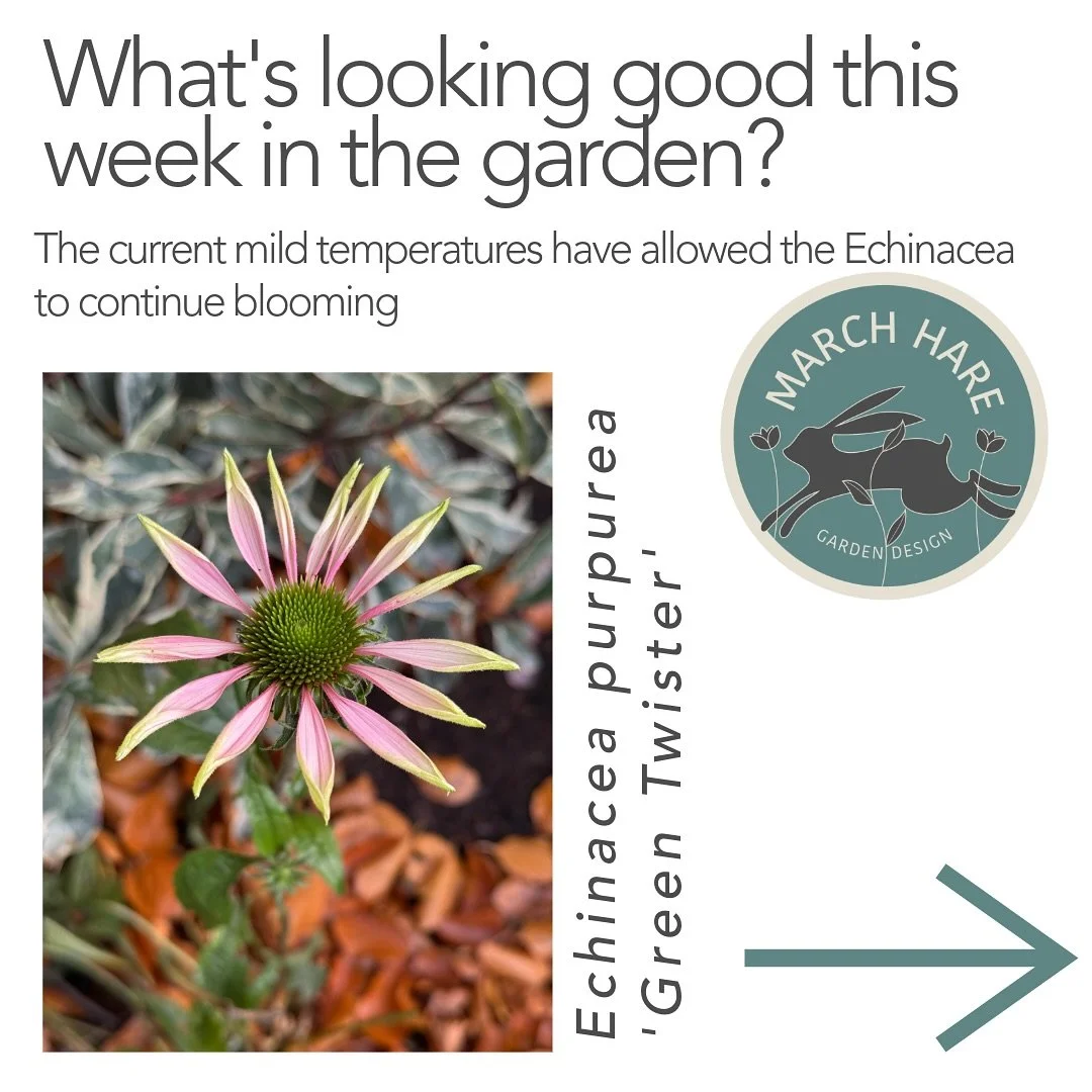 What&rsquo;s looking good in the garden this week? 
#autumn #gardeninspiration 
#marchharegardendesign
#gardendesign 
#garden 
#gardening 
#nature 
#berkhamsted 
#followthehare
#landscapedesign#flowersofinstagram #gardendesigner 
#outdoorliving
#smal