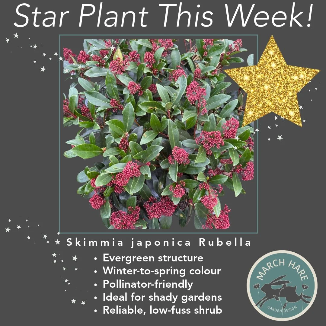 🌟 Skimmia japonica &lsquo;Rubella&rsquo; is quietly stealing the show right now.
Those deep red buds form in autumn and hold all winter, before opening to fragrant white flowers in spring.
Evergreen, compact and happy in shade, it&rsquo;s a brillian