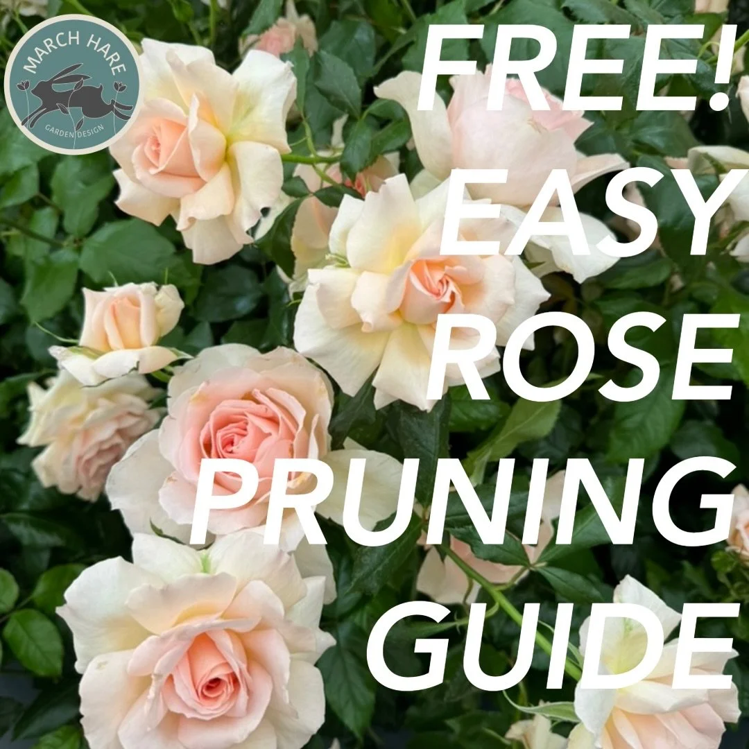 Don&rsquo;t miss out on the free download of an easy rose pruning guide!
Subscribe to March Hare Mail today to receive March&rsquo;s edition tomorrow, link in bio 🔗
#followthehare 
#marchharegardendesign 
#gardendesigner