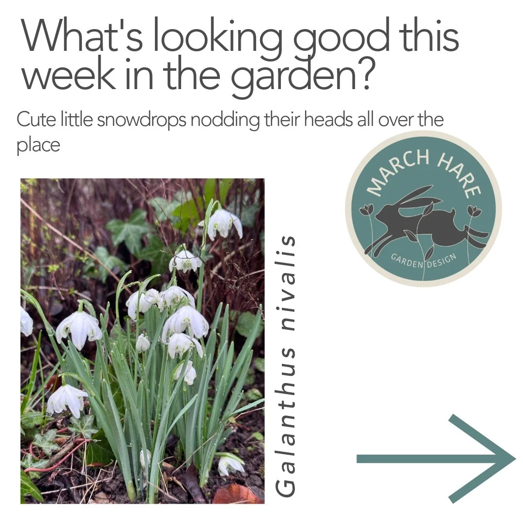 What's looking good this week? See if you can spot any of these beauties, they will brighten your day!
#marchharegardendesign
#gardendesign
#garden
#gardening
#nature
#berkhamsted
#followthehare
#landscapedesign
#gardendesigner
#outdoorliving
#smallb