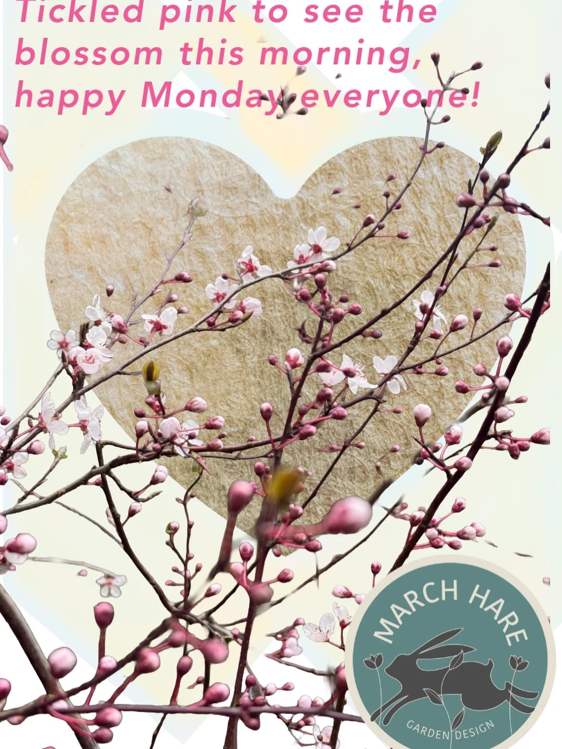 Blossom has begun 🥳🌱🌸
#marchharegardendesign
#gardendesign 
#followthehare