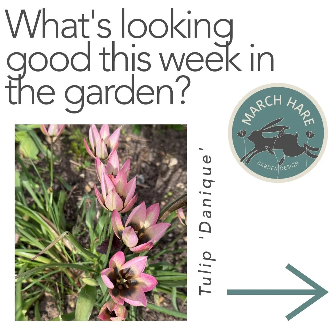 Pretty in Pink! 🌱🌸🩷
What&rsquo;s looking good this week? Well, so much to be frank I found it hard to choose but here are some of my favourites&hellip;..
What are you loving this week? 💭⬇️
#marchharegardendesign
#gardendesign 
#gardening 
#follow