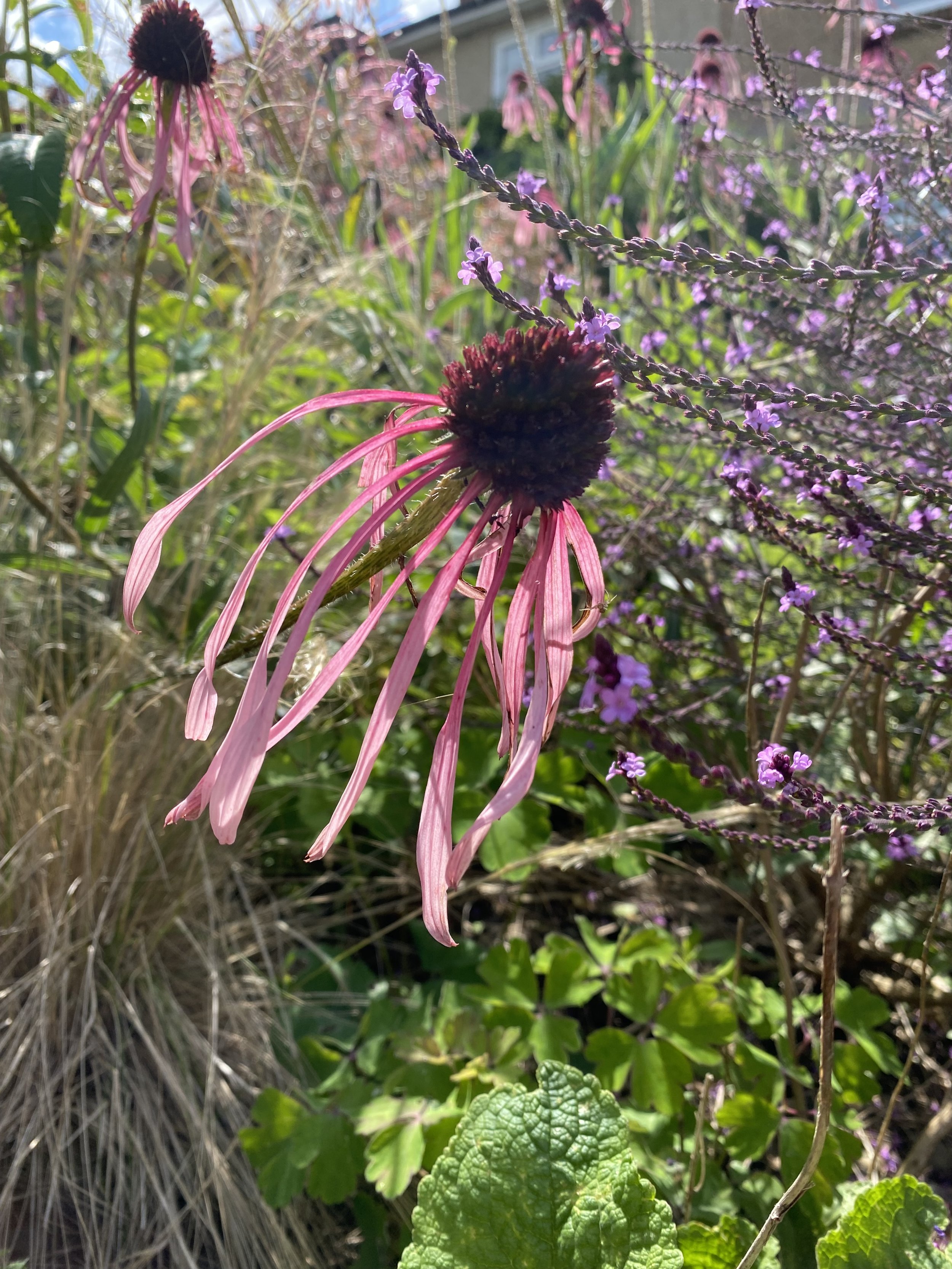Echinacea