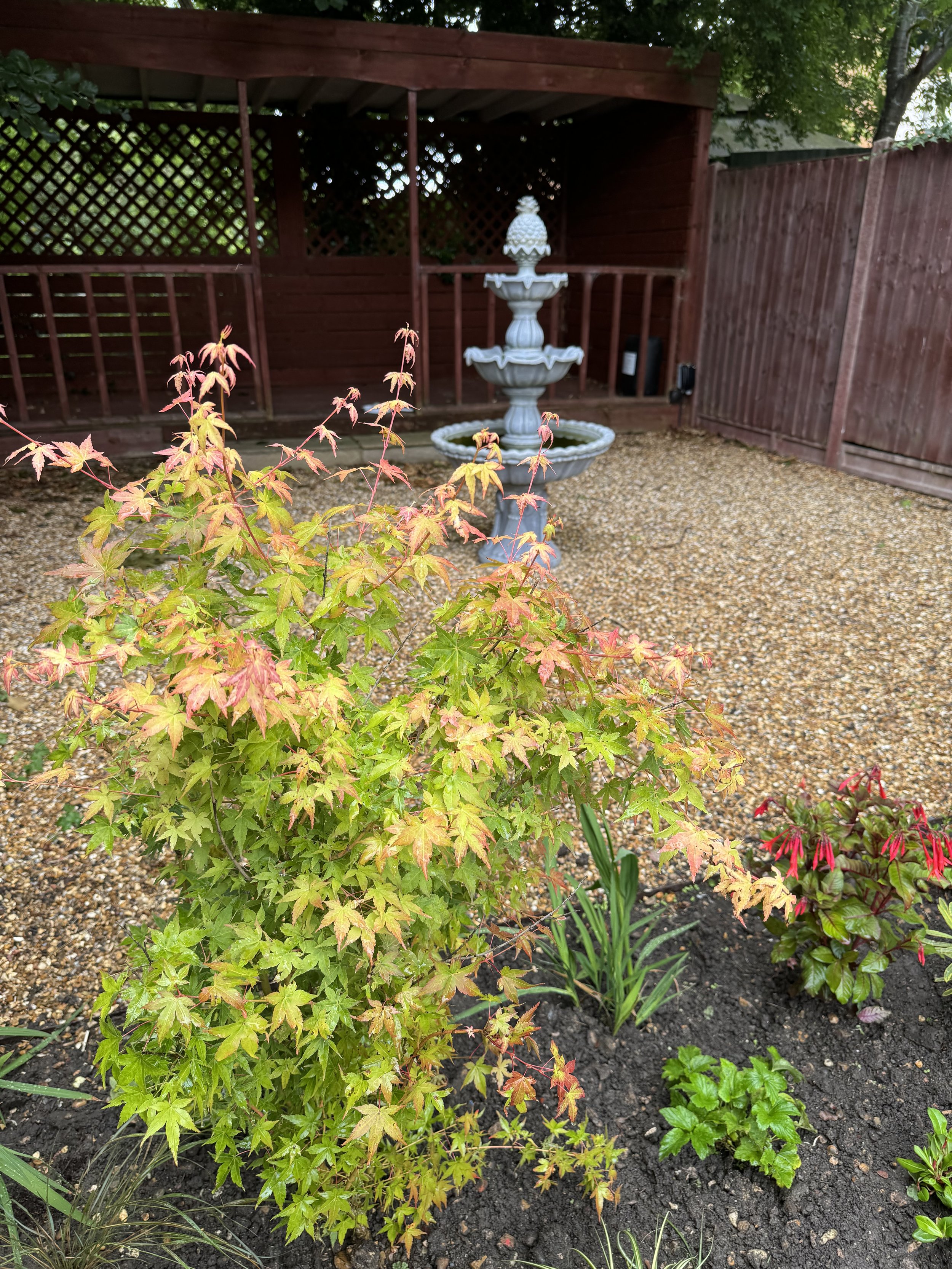 Acer plamatum 'Bi-hoo'