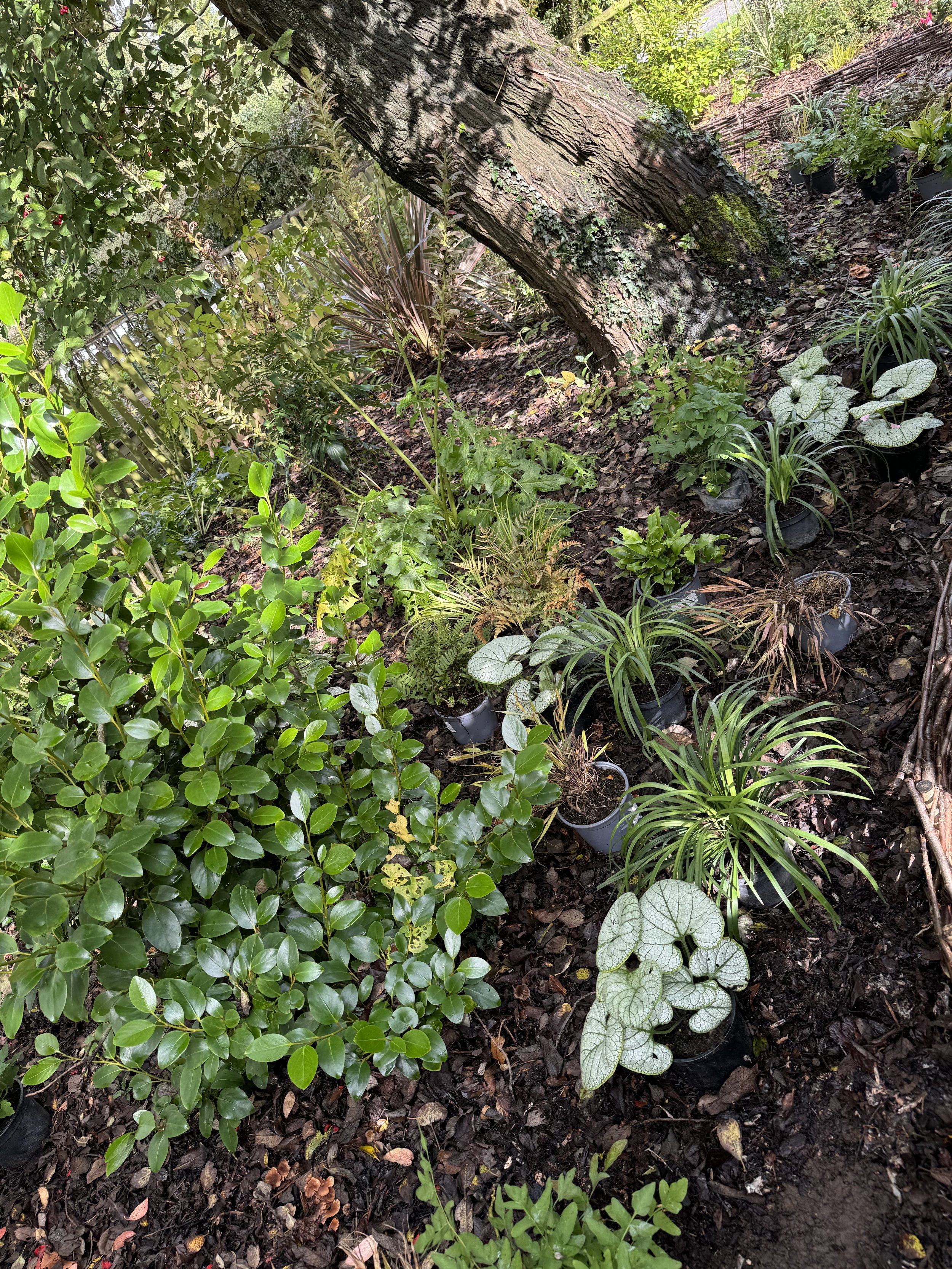 Garden with various green plants and foliage under a tree.