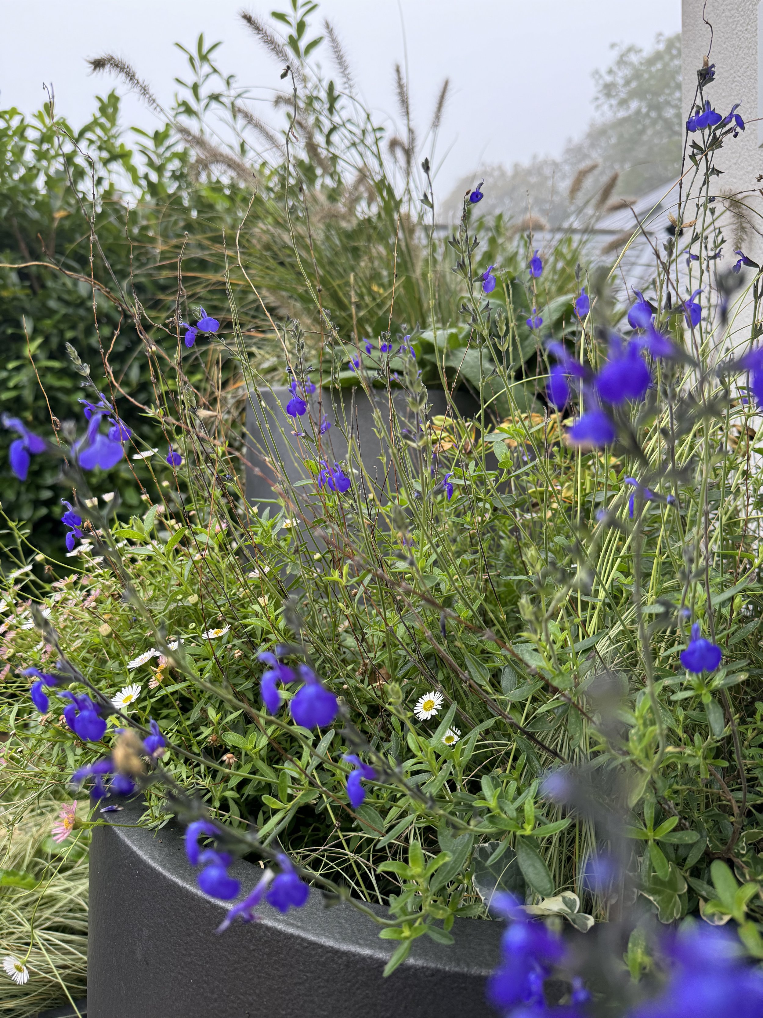 Garden with purple and white flowers, green foliage, and ornamental grasses.