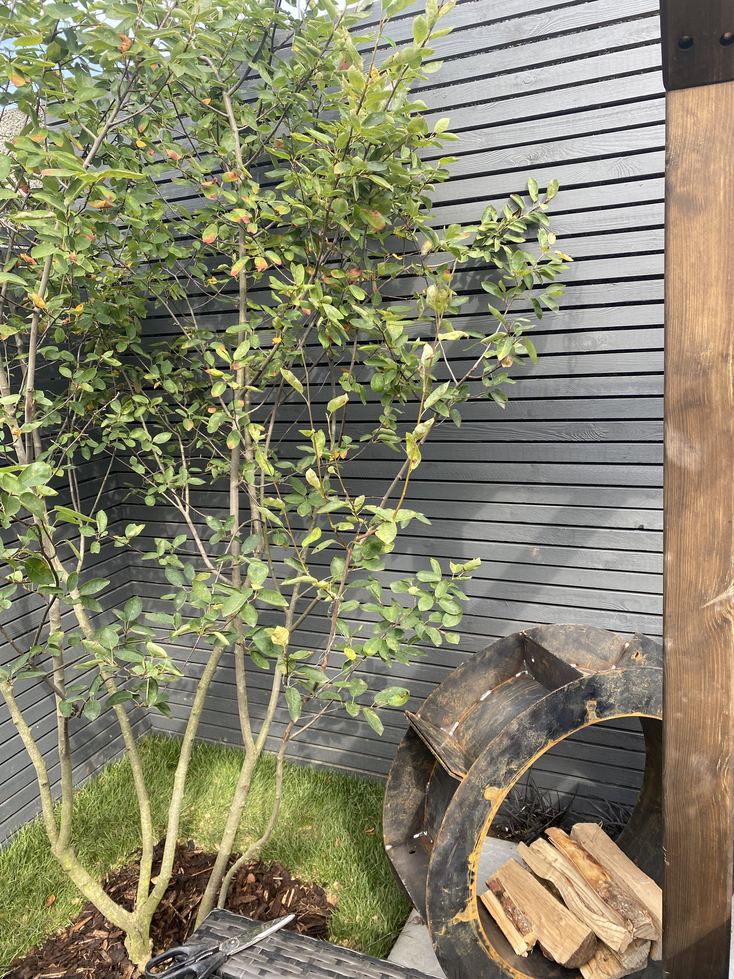 Small tree with green leaves in a garden corner, wooden slat fence background, black wicker patio furniture with scissors, and a metal log holder containing firewood.