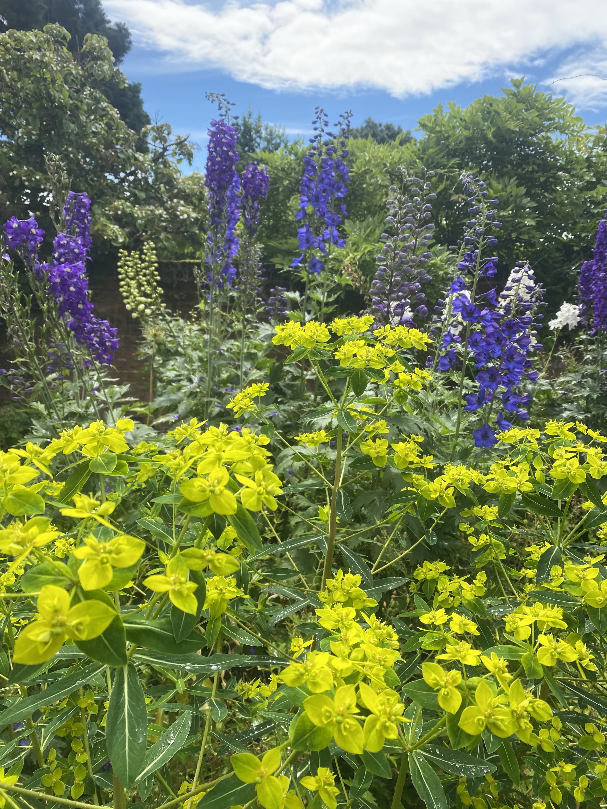 blue and green planting