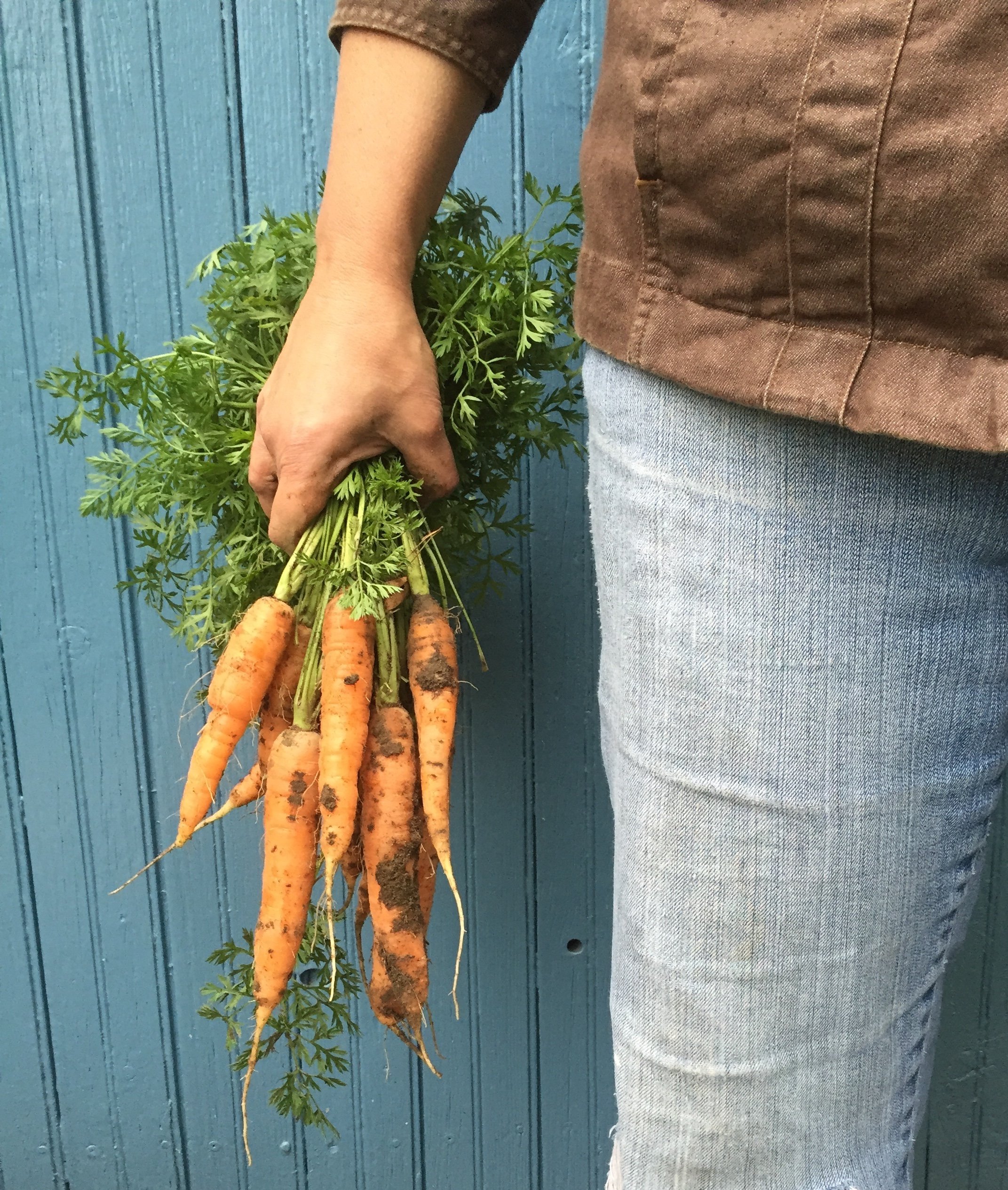 Carrot Harvest LucyFagella.JPG