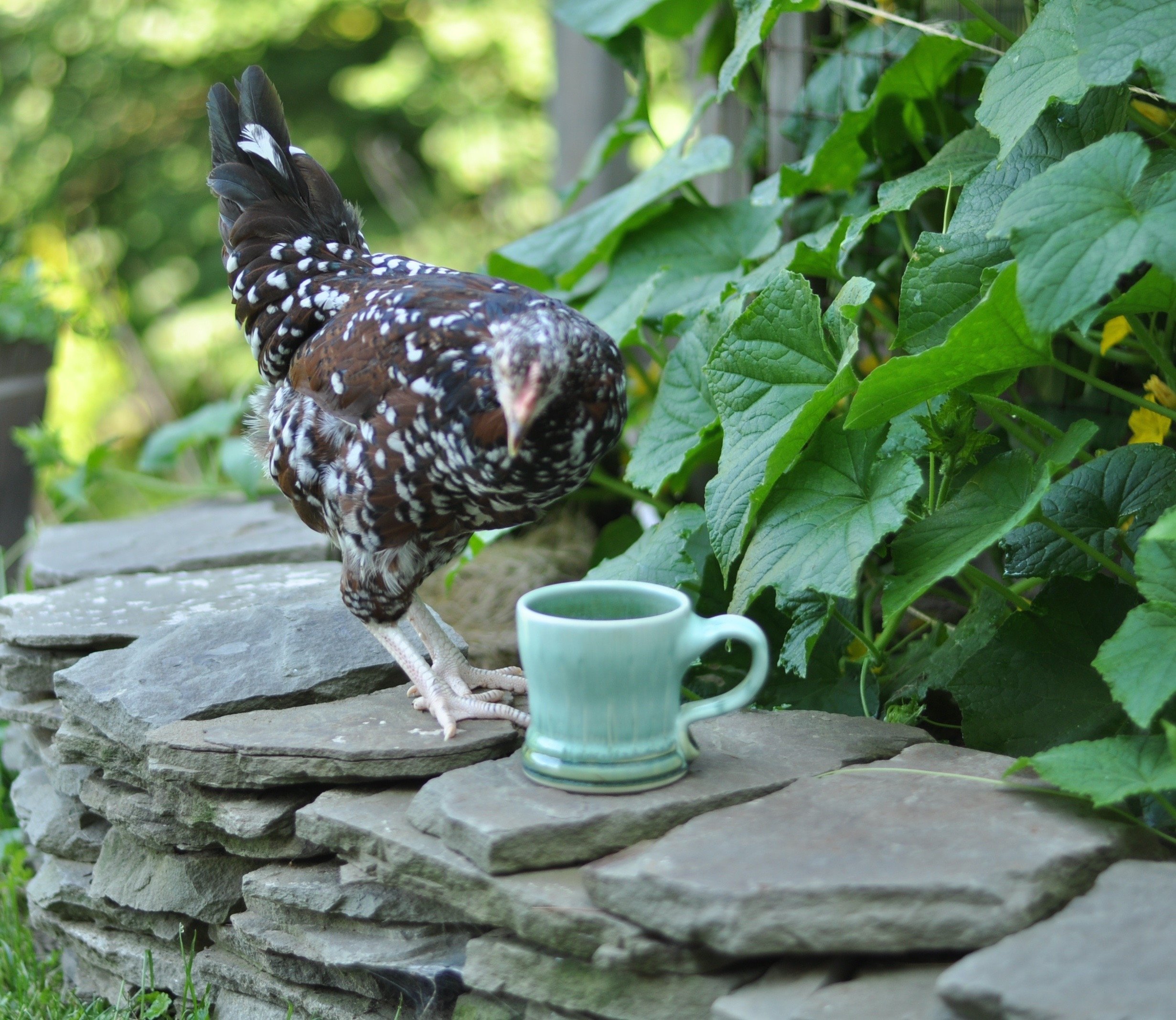 Chicken and my tea Lucy Fagella.jpg