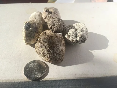 What is ambergris?