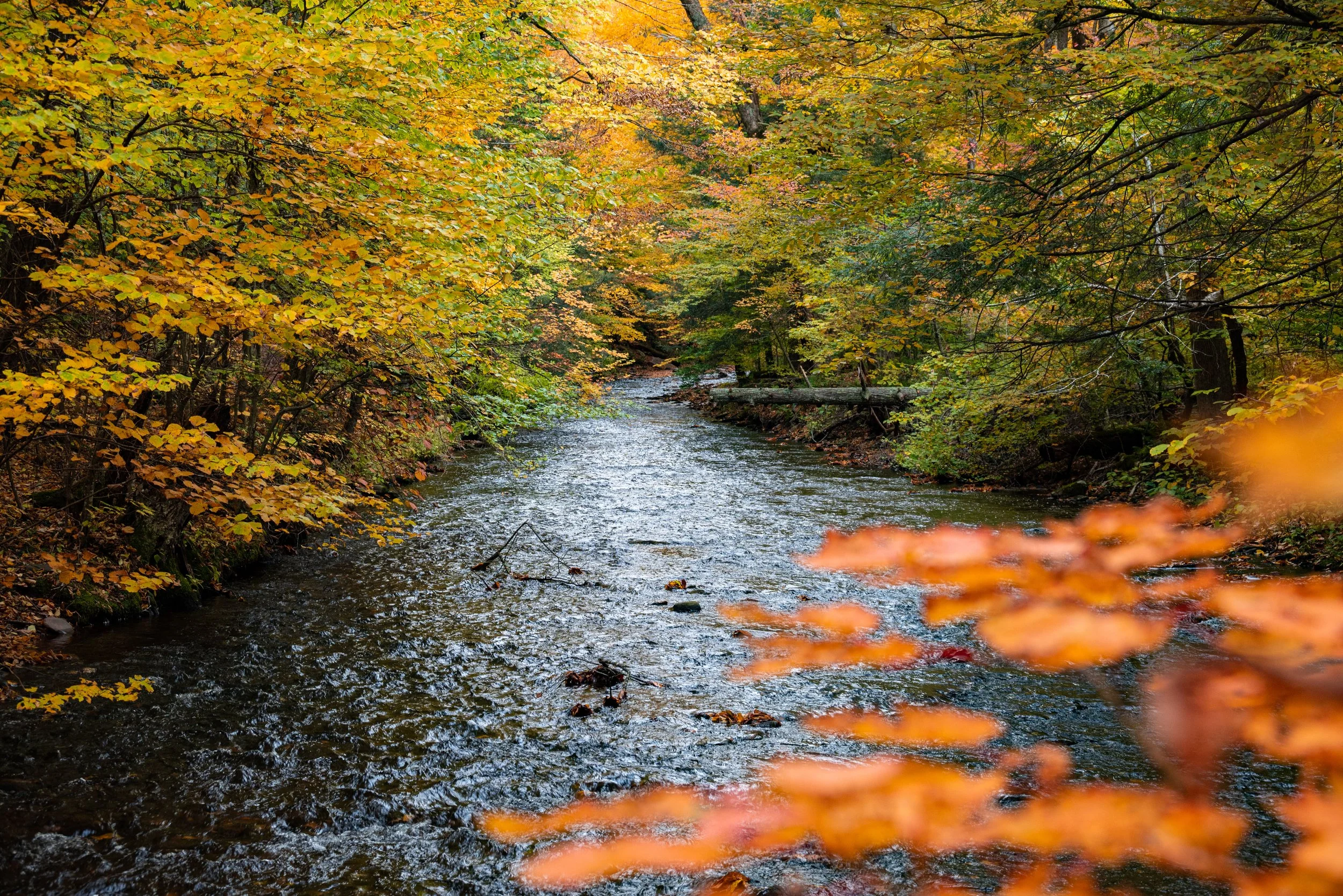 DSC_7362.jpg