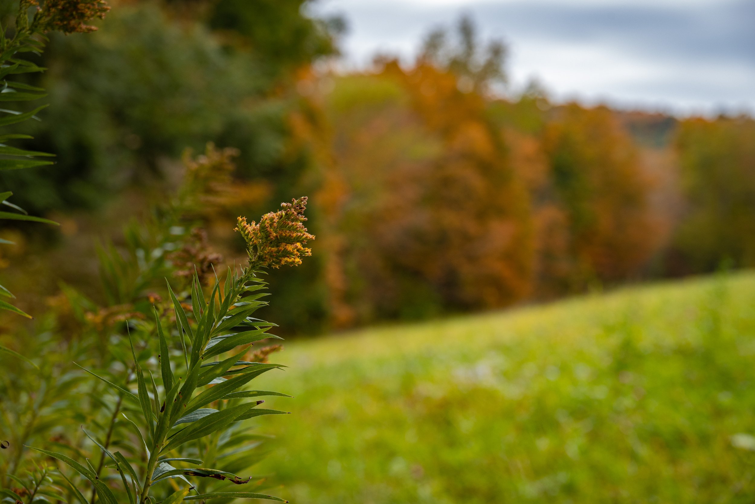 DSC_5038.JPG