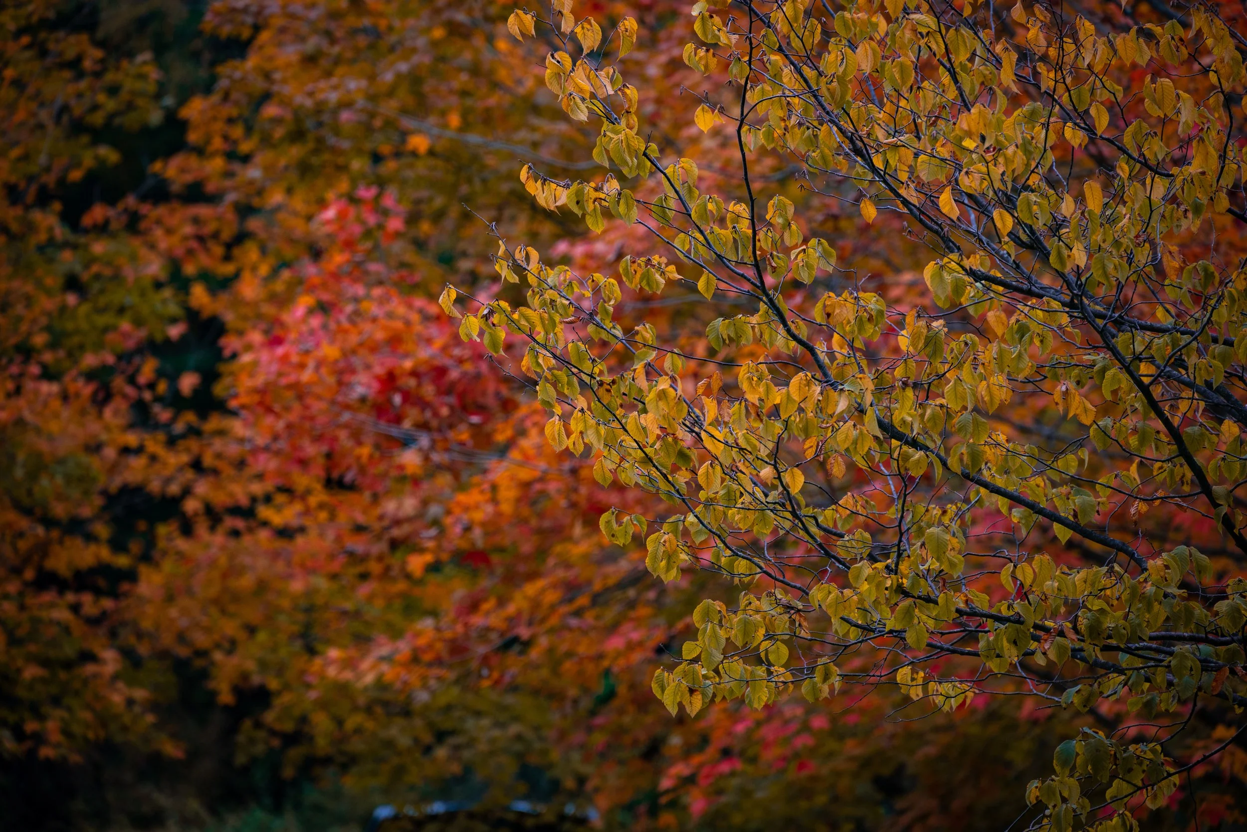 DSC_5667.JPG
