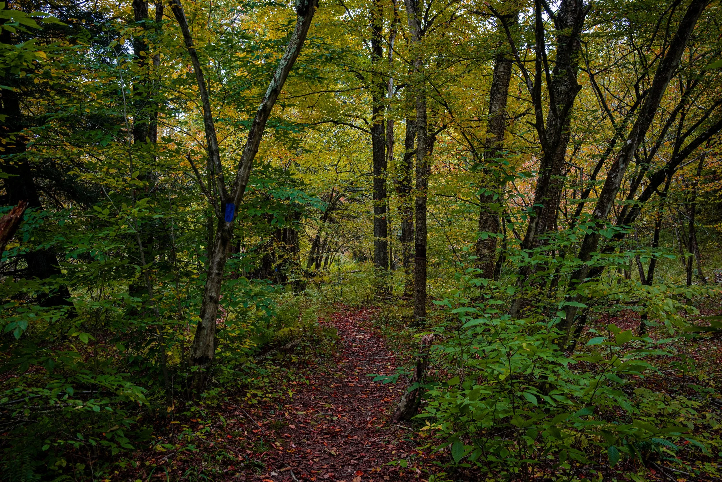 DSC_5277.JPG