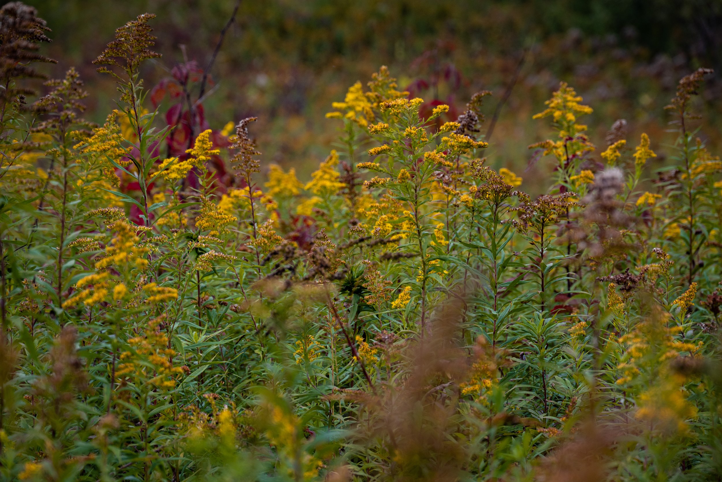 DSC_5249.JPG