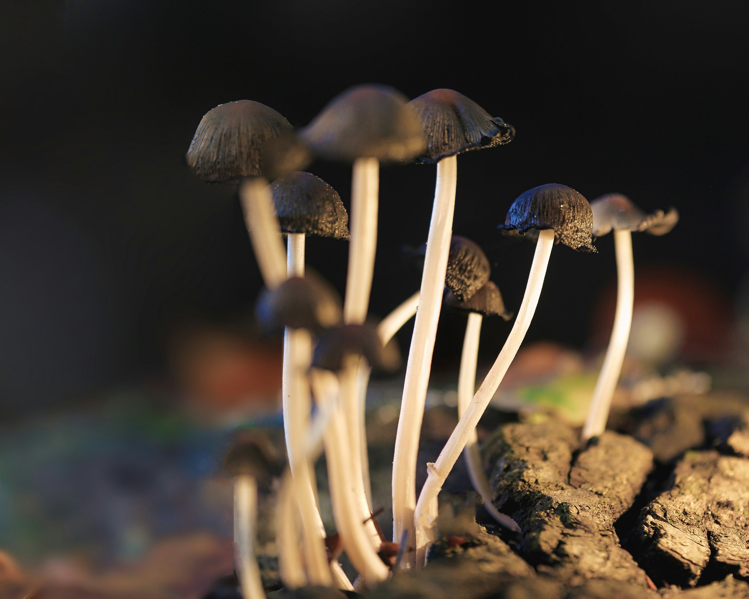 Group of small black mushrooms with thin white stems growing on tree bark in low light.
