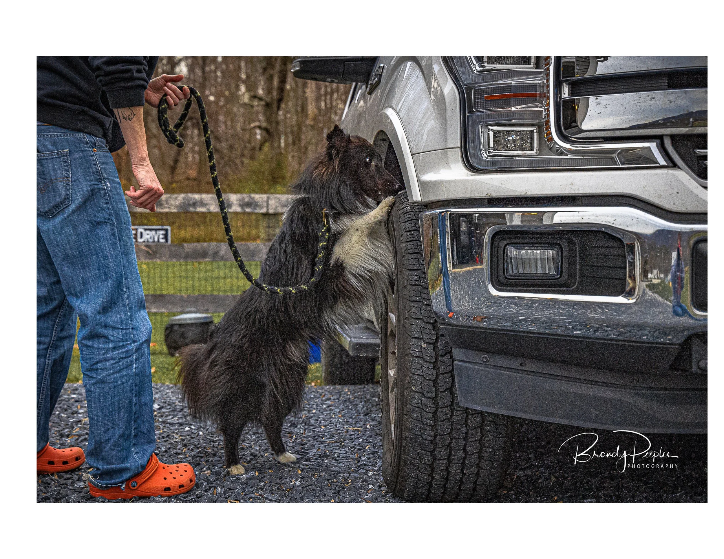 SSCGB Scent Work Trial