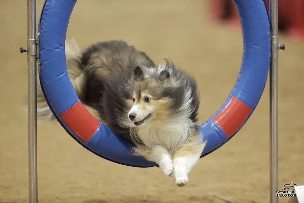 Upcoming Agility Trials — Shetland Sheepdog Club of Greater Baltimore