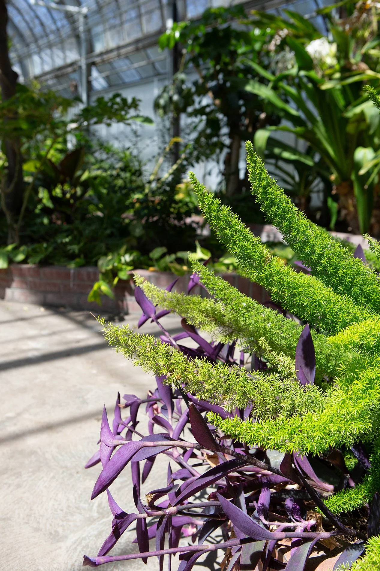 In An Octopus's Garden in the Shade