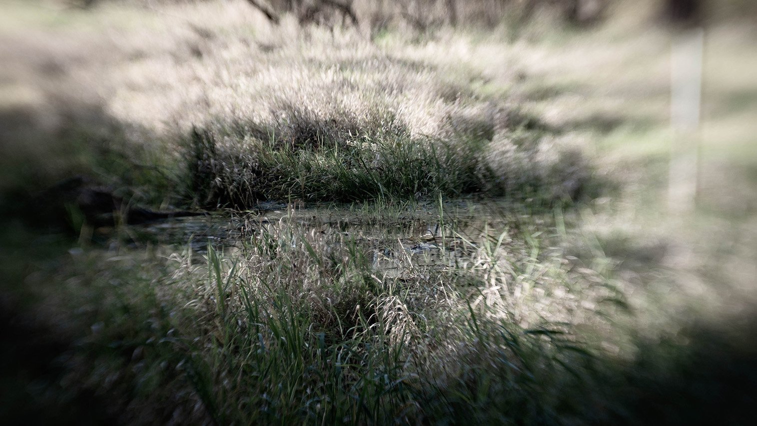 Mirkwood