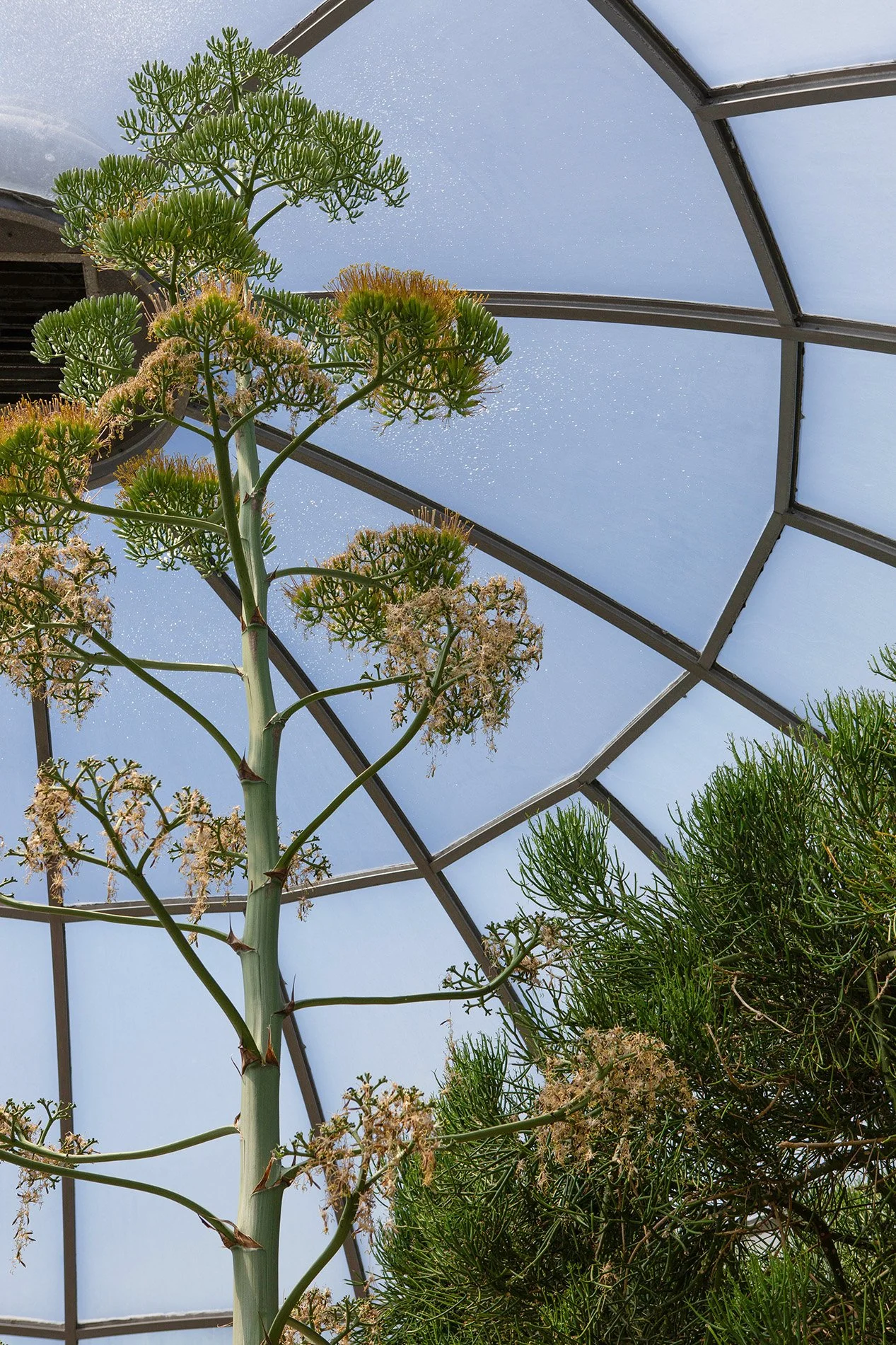 There Are Trees in the Desert? 