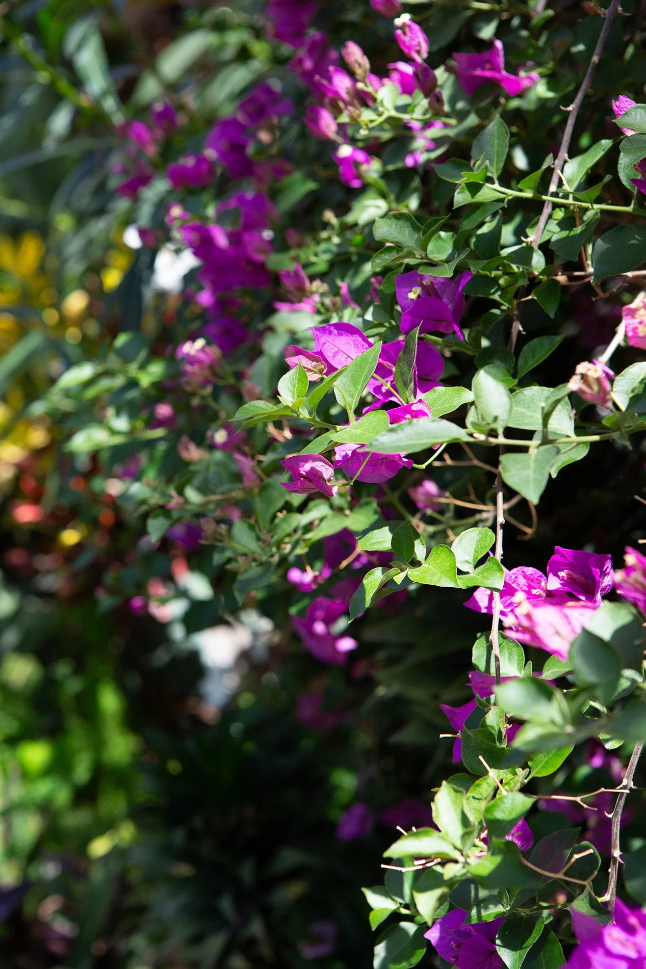 The Garden You Wish You Had