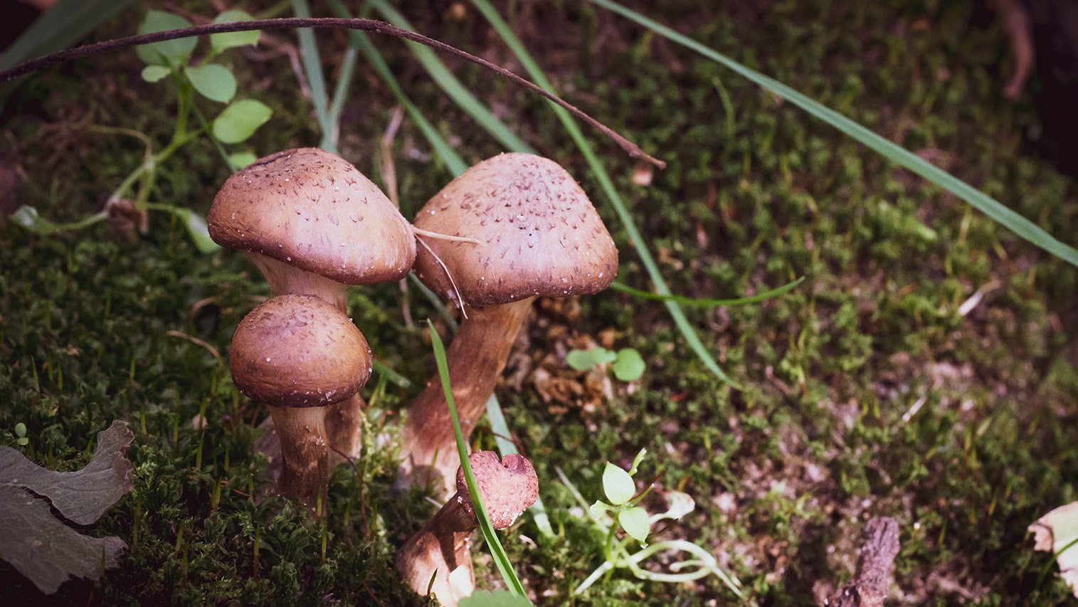 Shrooms